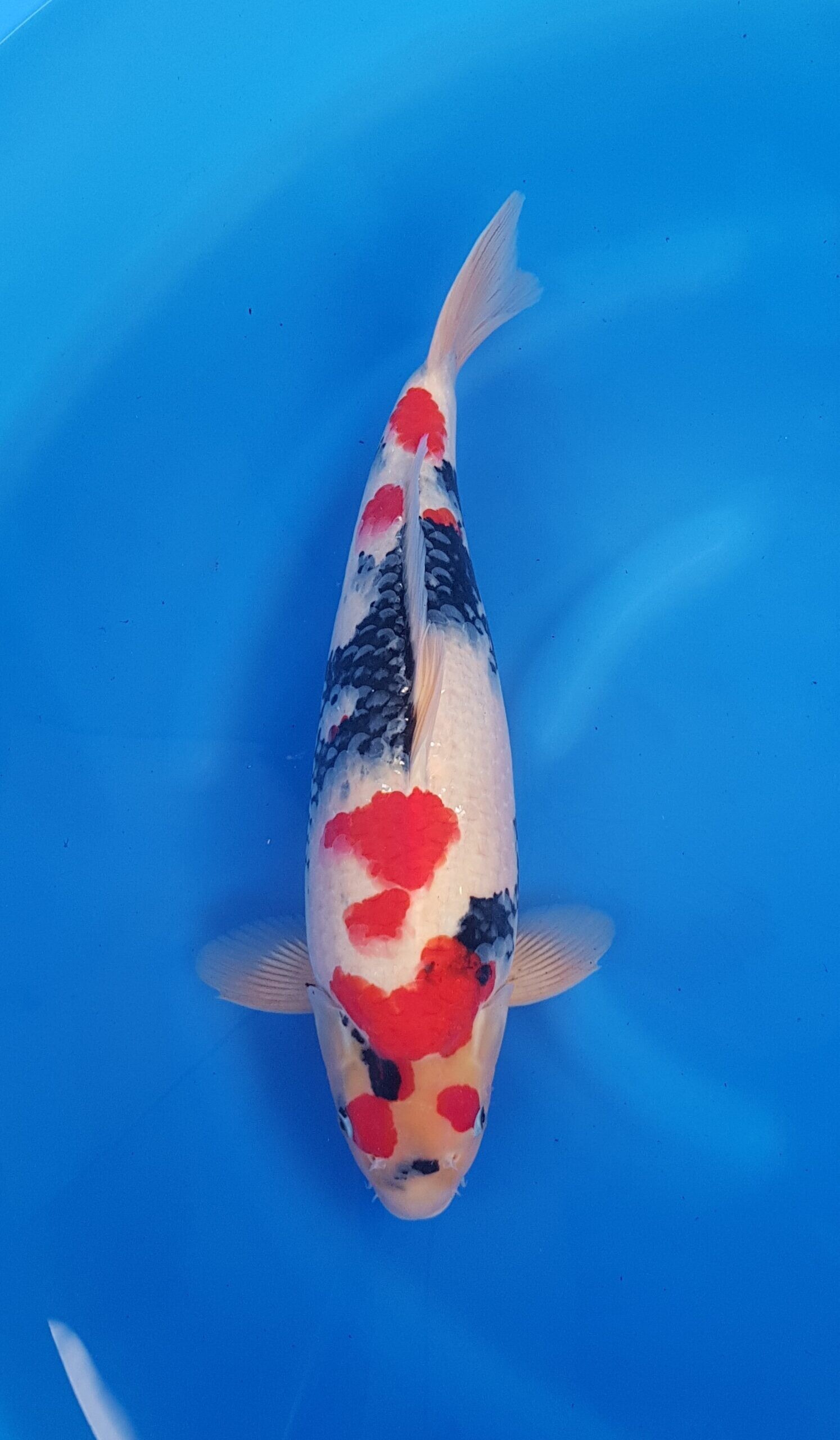 Showa - HQ Nisai (2 jaar) - KOI-31051