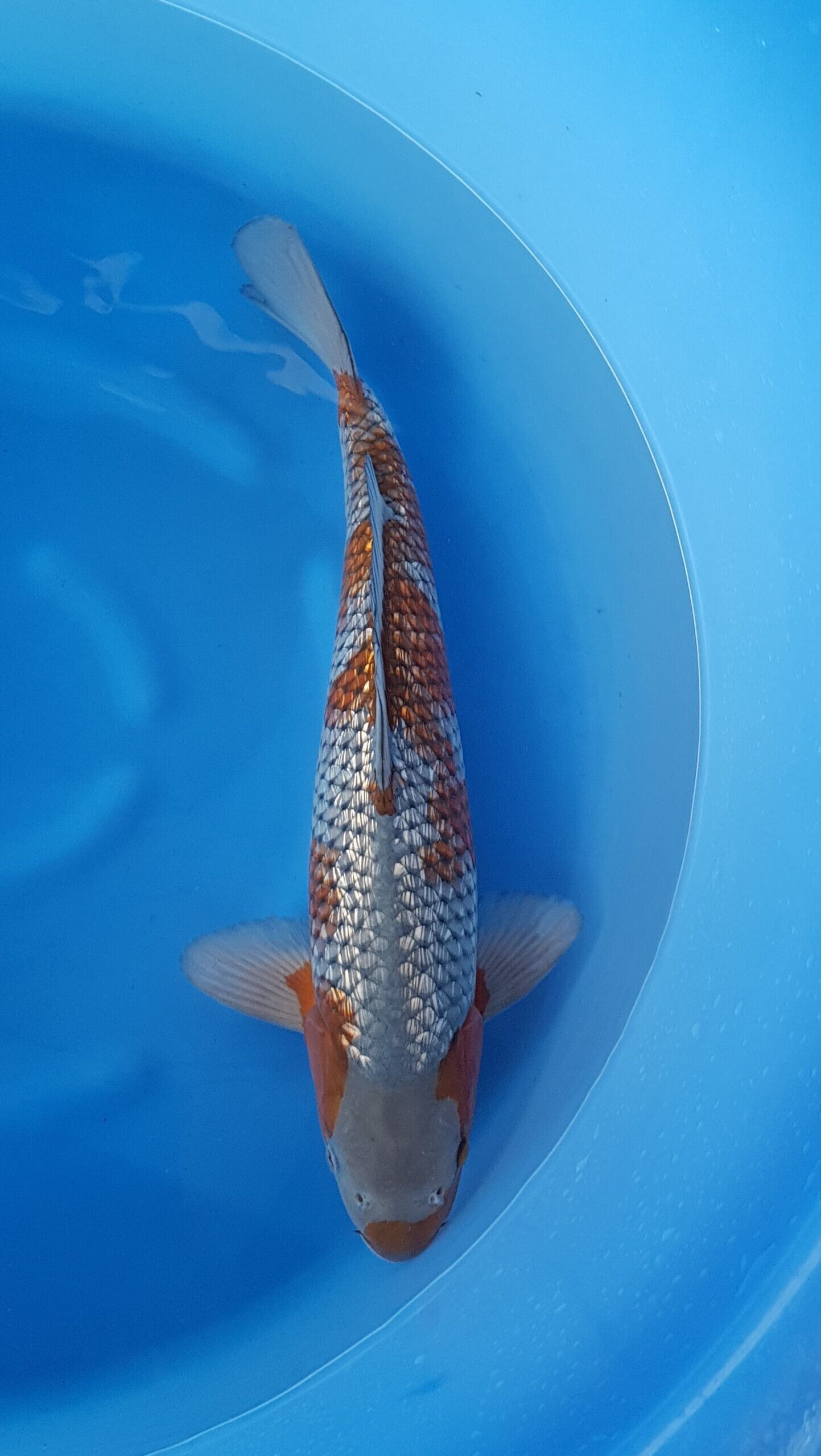 Ochiba Ginrin - Nisai (2 Jahre) - KOI-30753