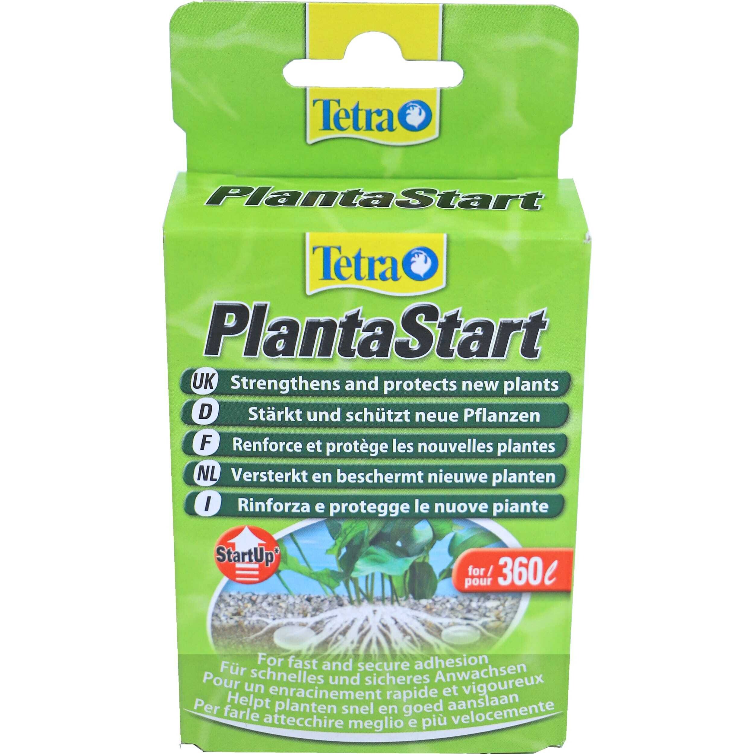 Kruiden, Plant