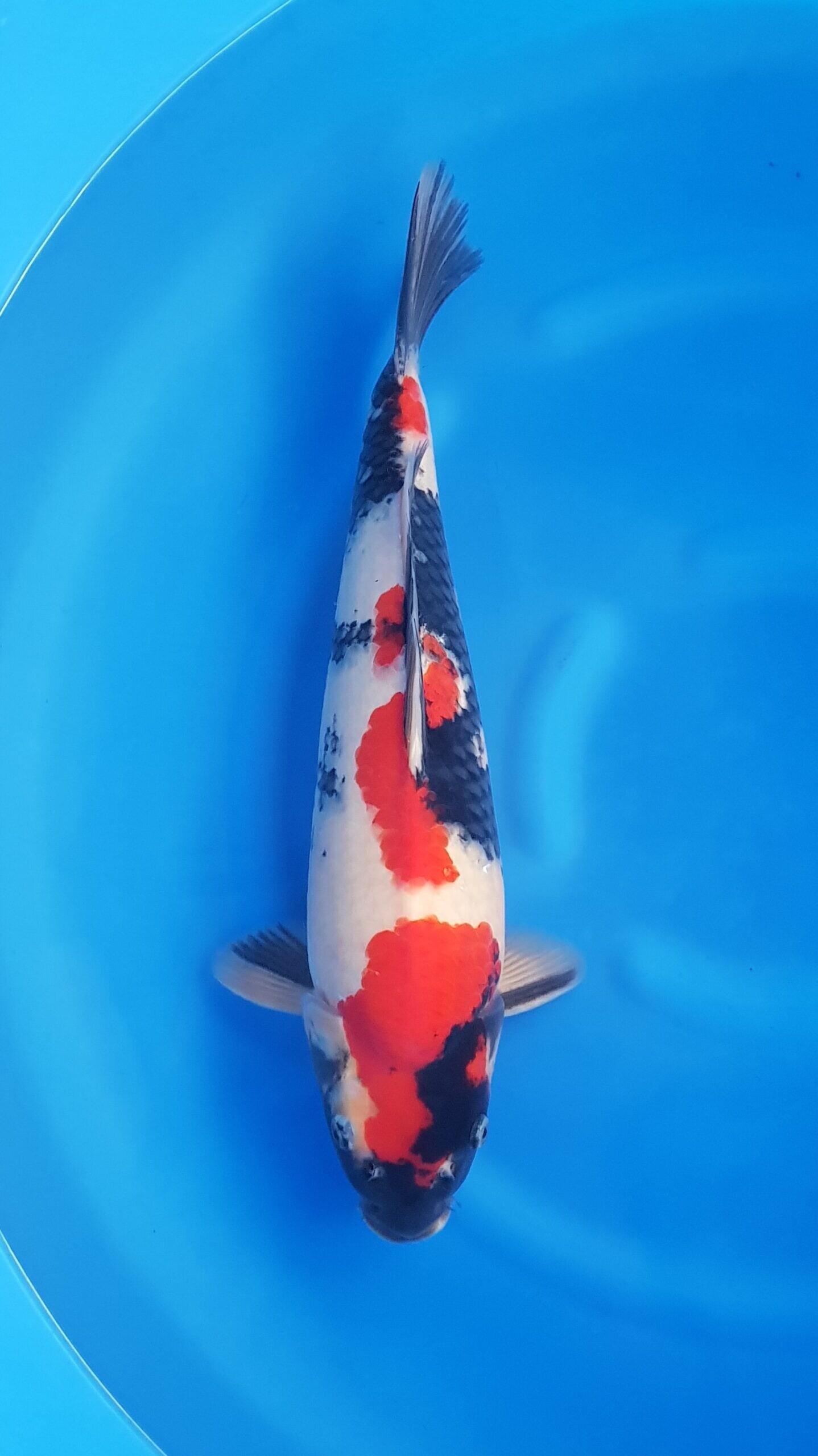Showa - Nisai (2 Jahre) - KOI-25521
