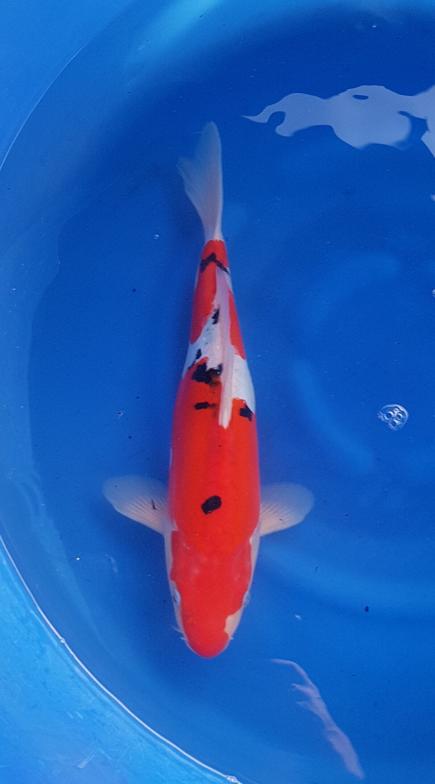 Sanke doitsu - Nisai (2 años) - KOI-30935
