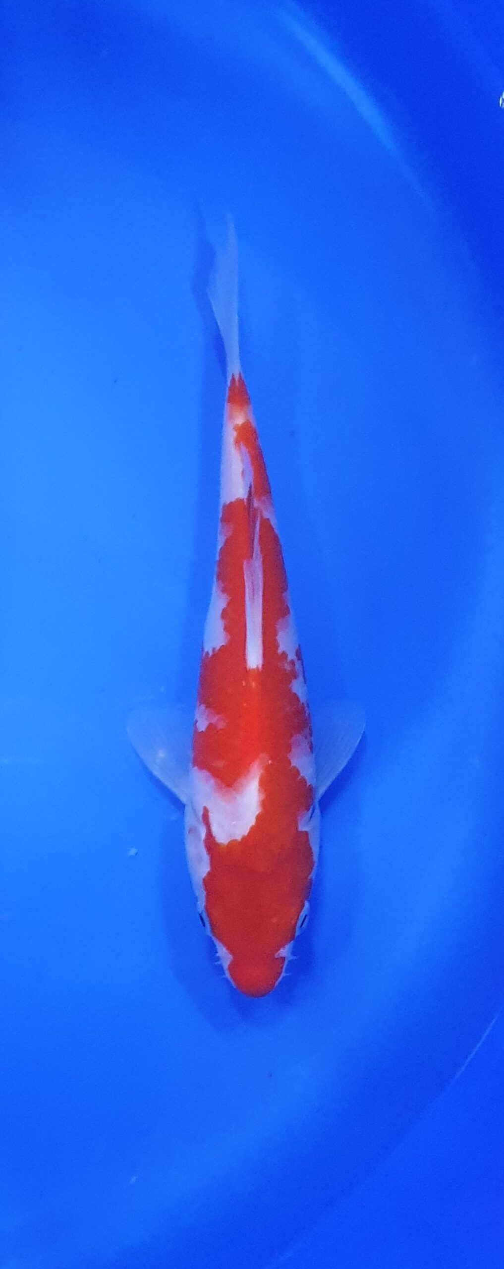 Kohaku - Tosai (1 yard) - KOI-31668