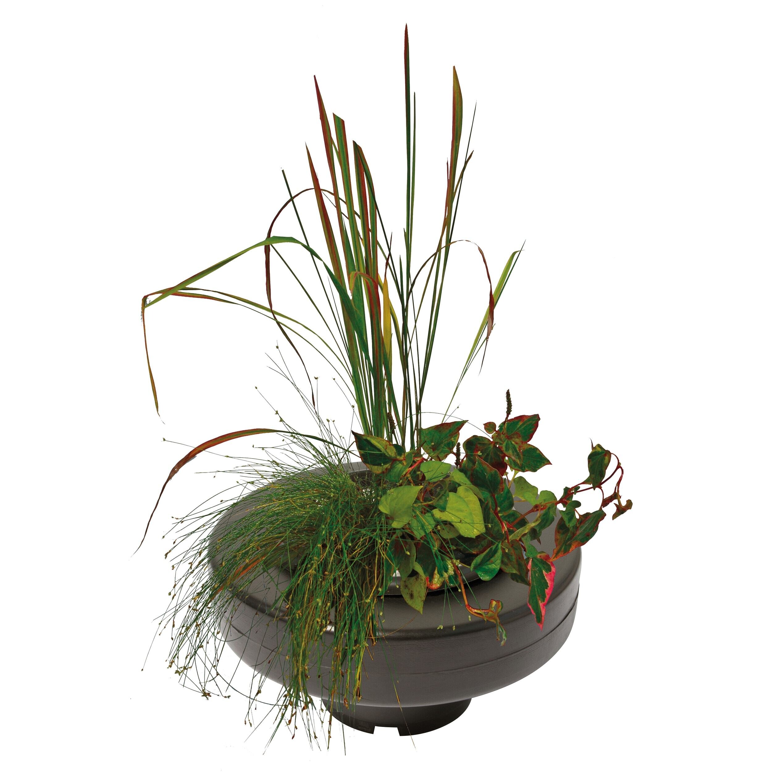 Bloem, Bloemschikking, Plant, Ikebana