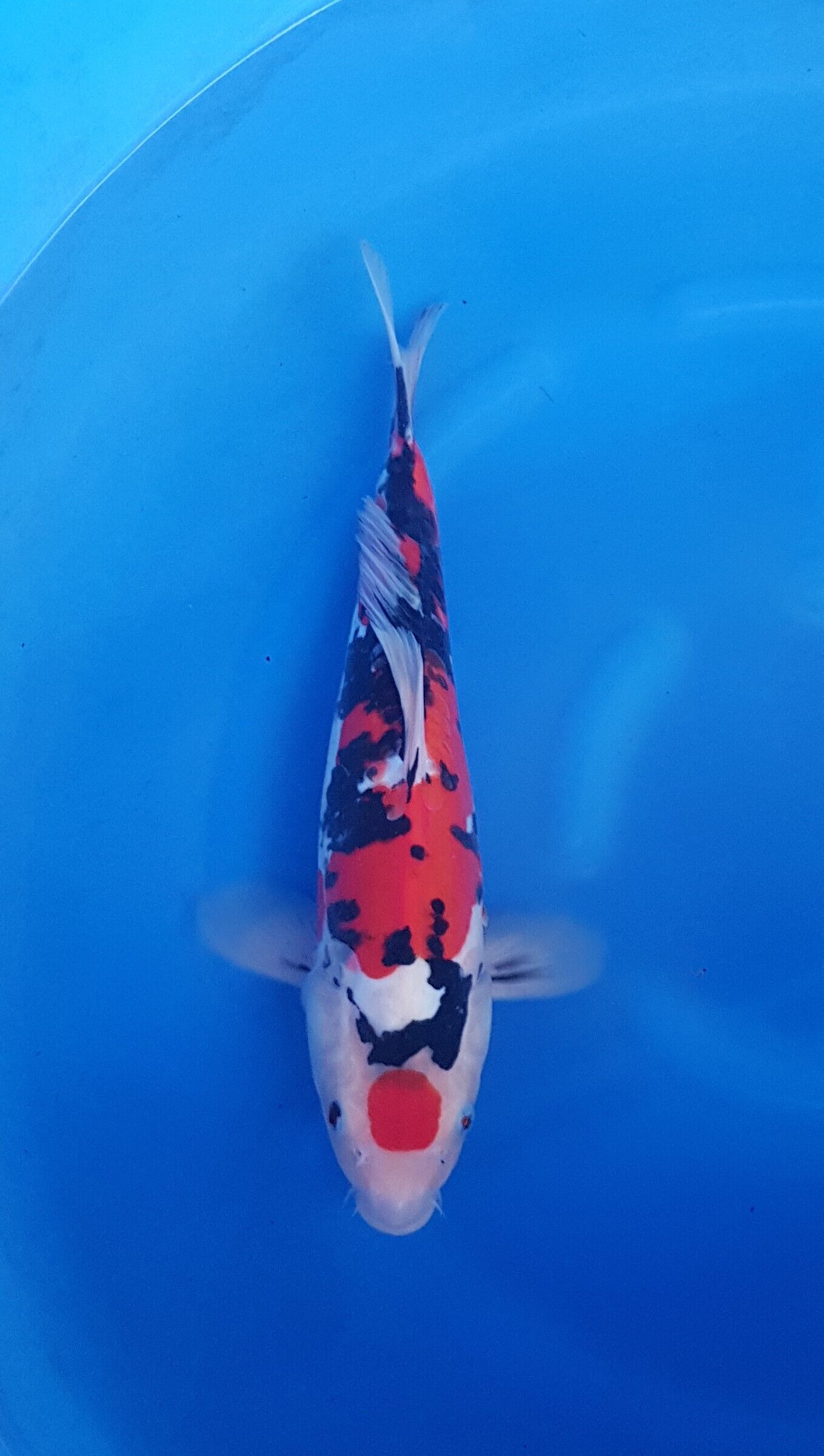 Takahashi Nisai Maruten Doitsu Sanke - KOI-62849