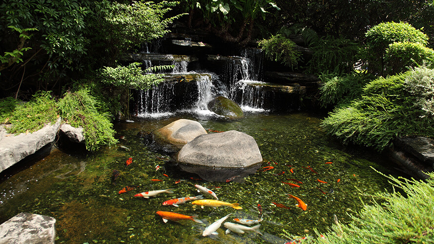 De natuur, Buitenshuis, Vijver, Water, Vis