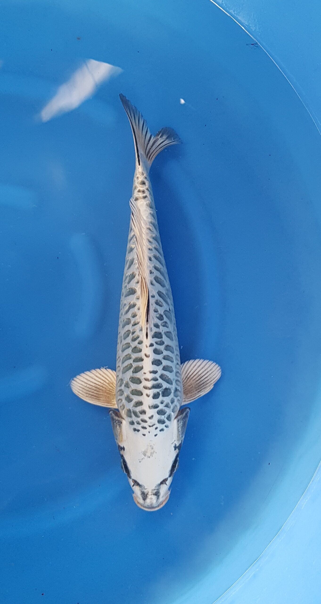 Kikokuryu - Nisai (2 Jahre) - KOI-30456