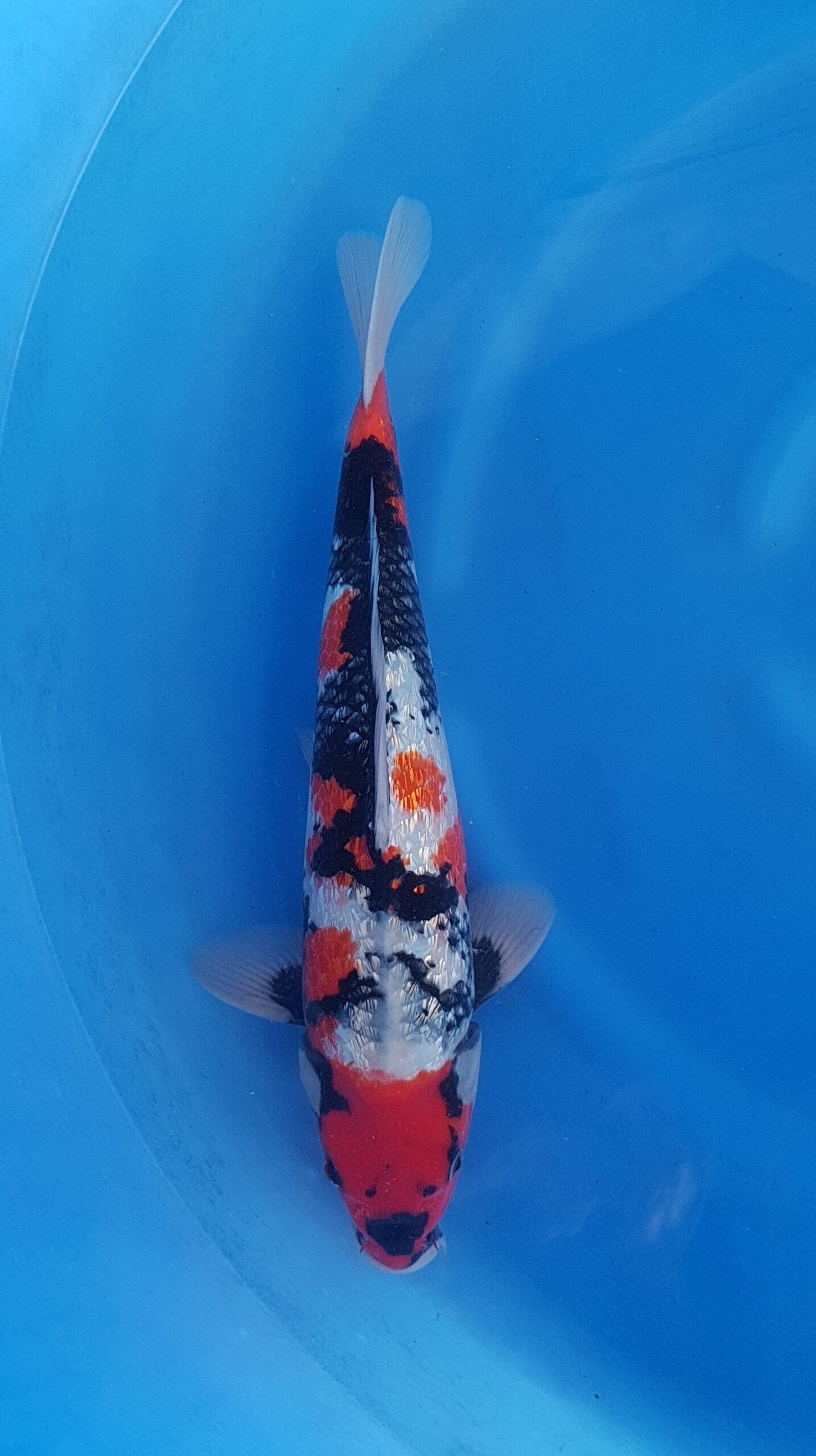 Showa ginrin - Nisai (2 Jahre) - KOI-30553