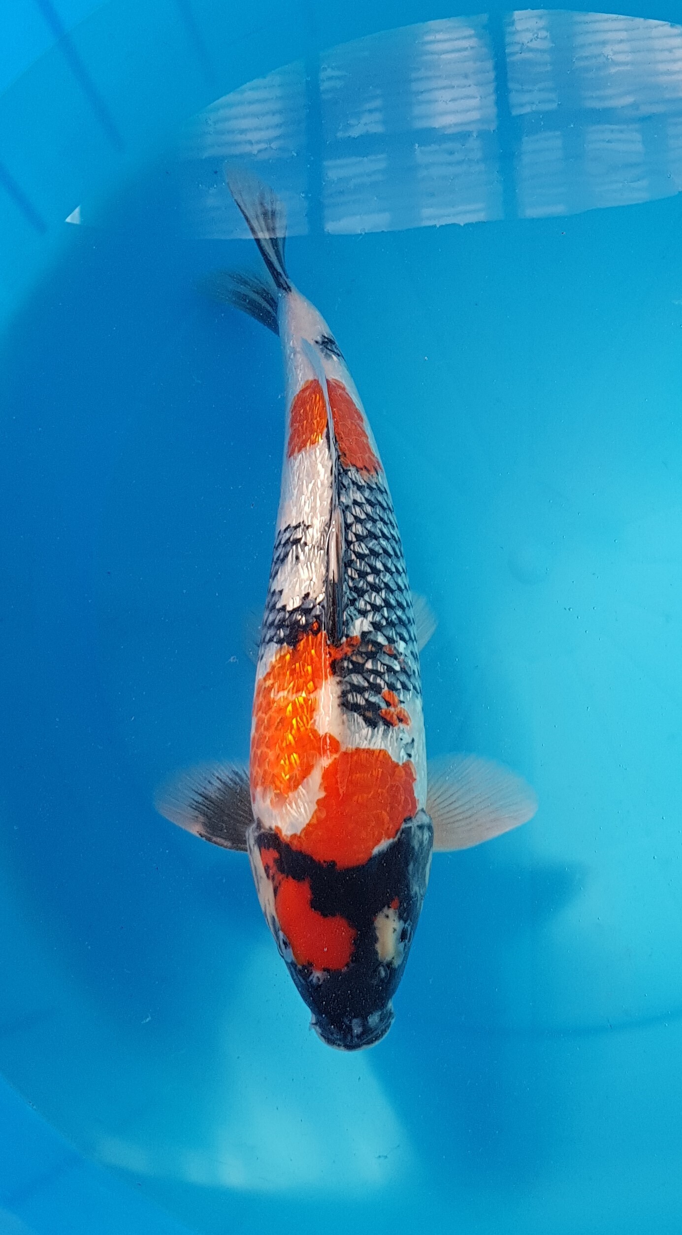 Showa ginrin - Nisai (2 años) - KOI-30578