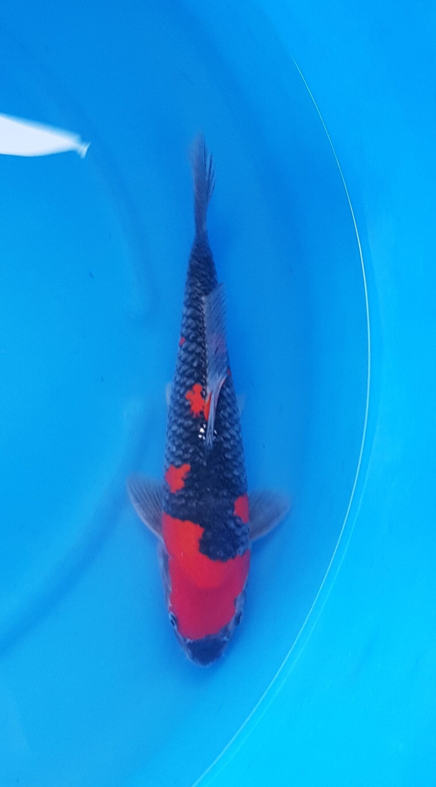 Goshiki - Nisai (2 Jahre) - KOI-31110
