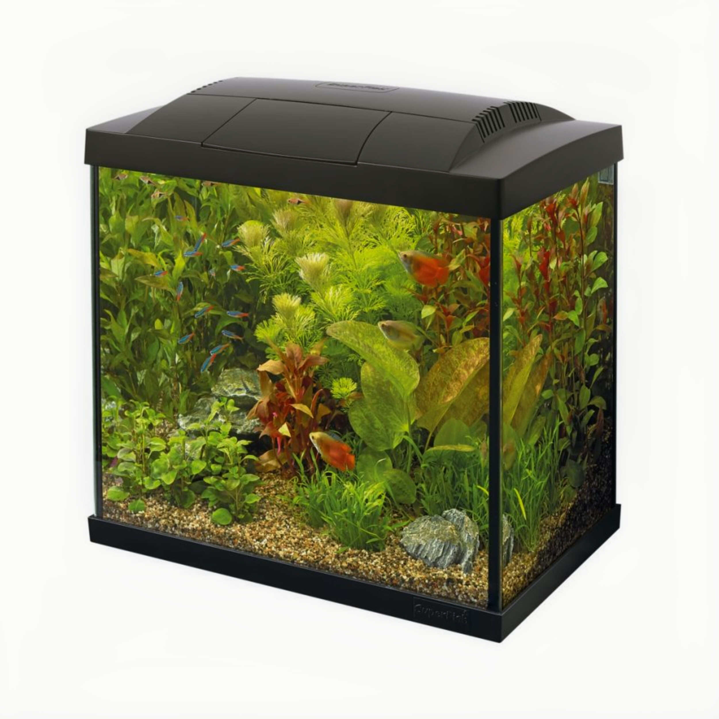 Animal, Aquarium, Fish, Sea Life, Water