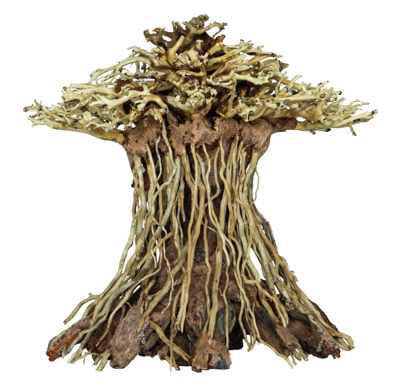 Superfish Bonsai Mushroom Medium - Uniek Handgemaakt Aquarium Decor, Natuur Hout Design, Onderhoudsvrij afbeelding