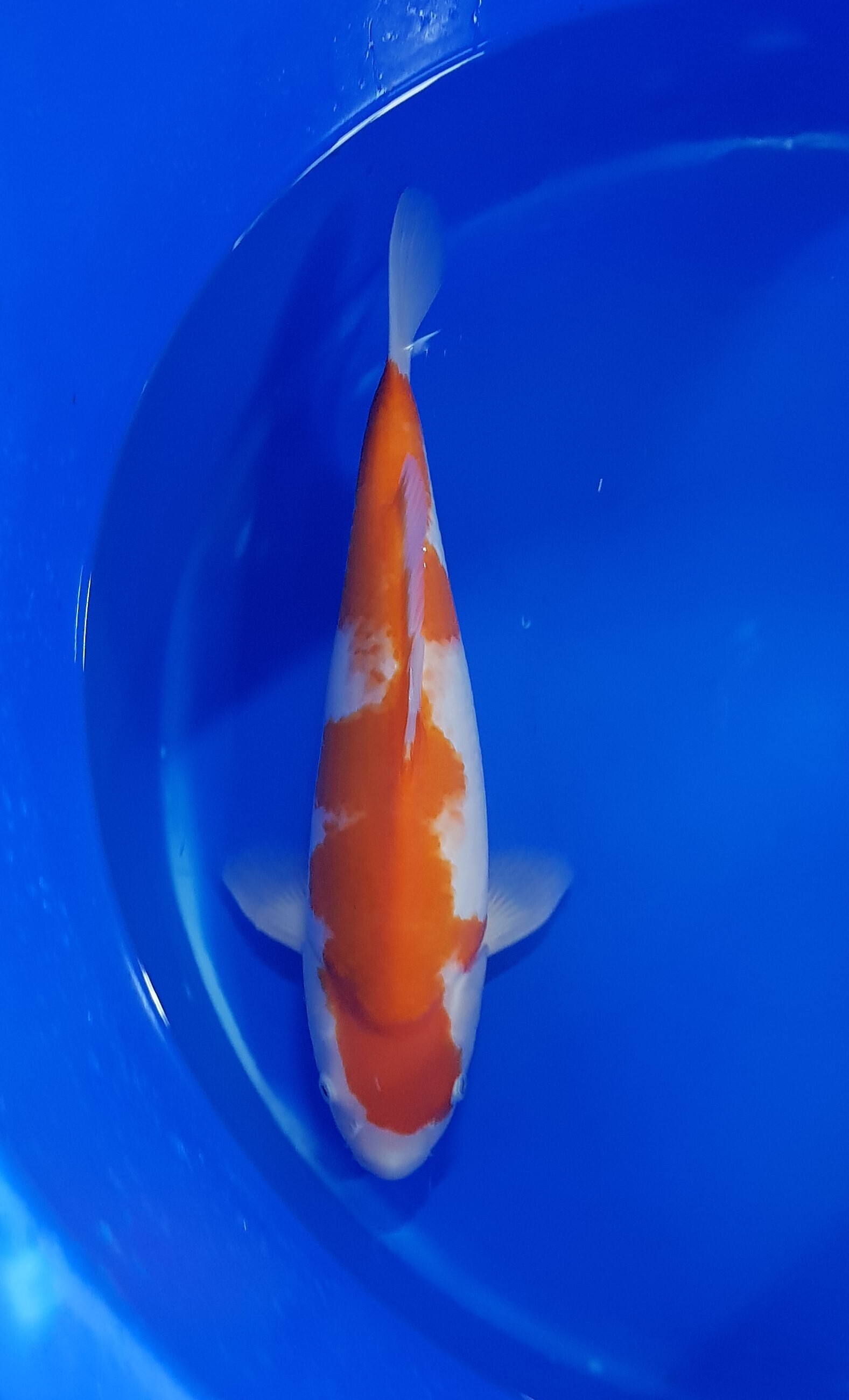 Yamamatsu - Nisai - Kohaku - KOI-62620