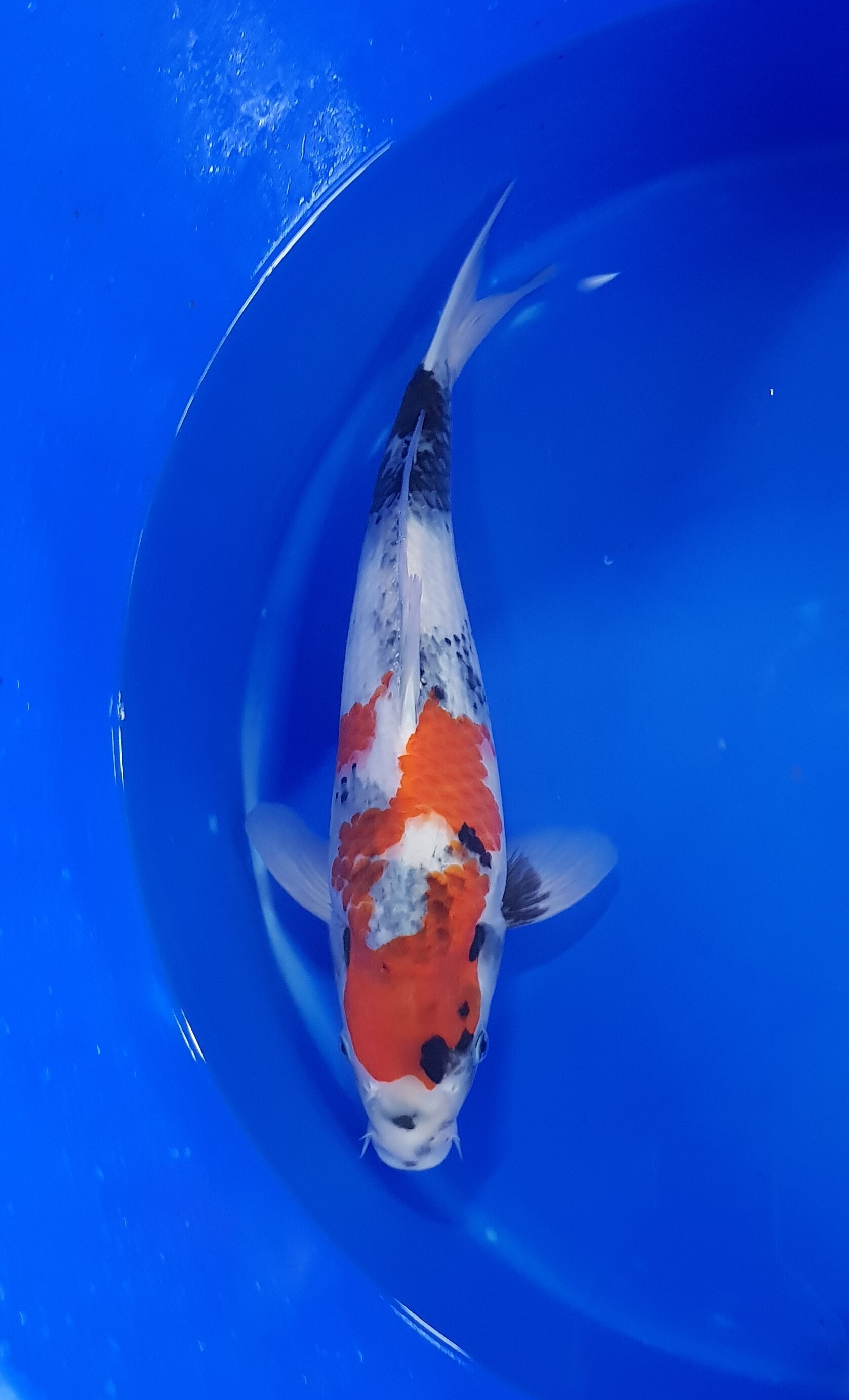 Sekiguchi - Nisai - Showa - KOI-62621