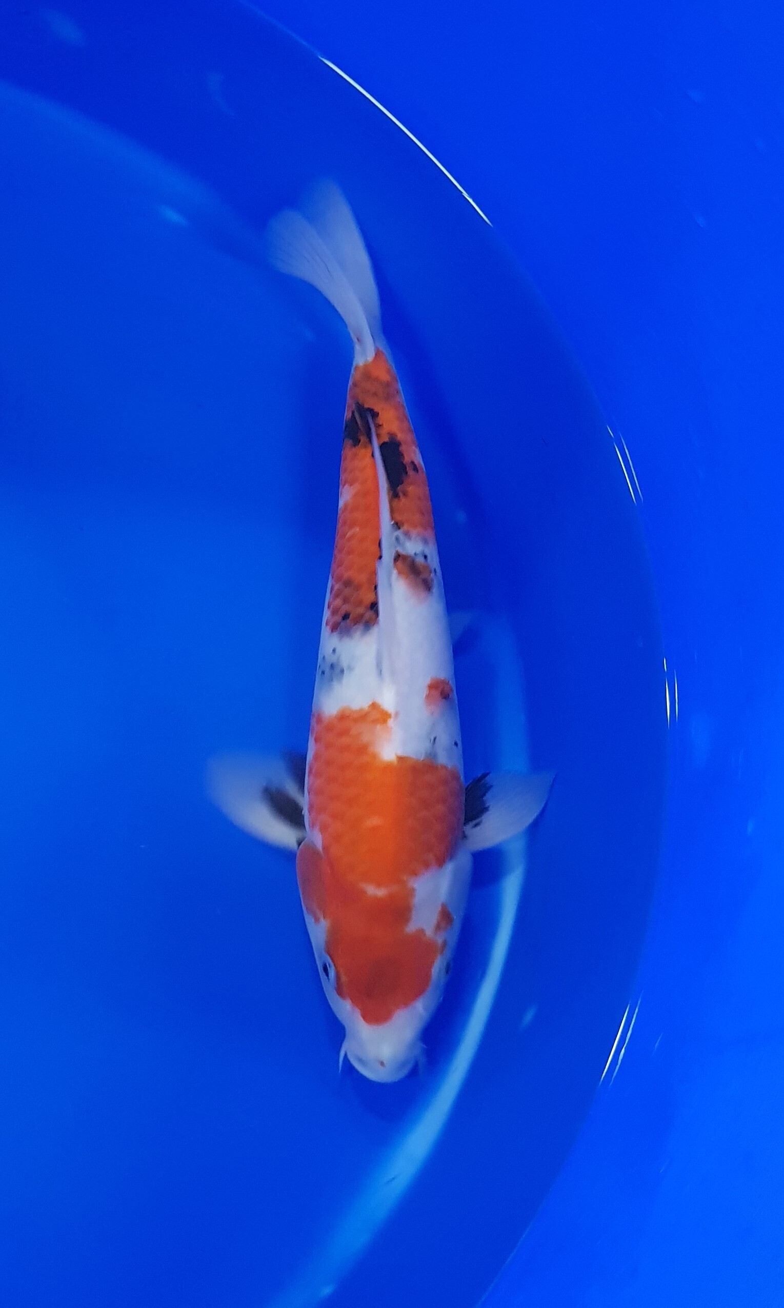 Sekiguchi - Nisai - Showa - KOI-62617