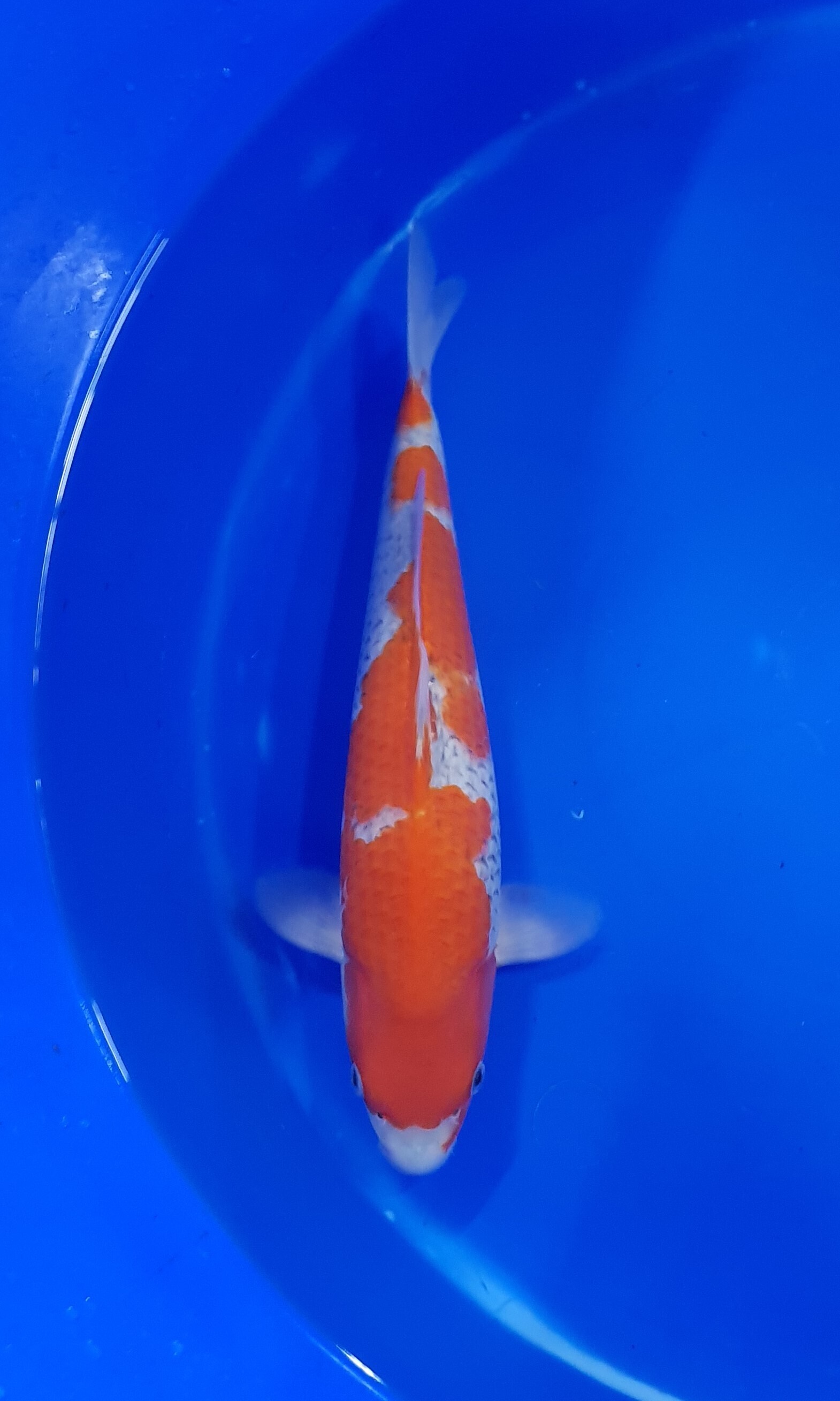 Conias - Nisai - Goshiki - KOI-62978
