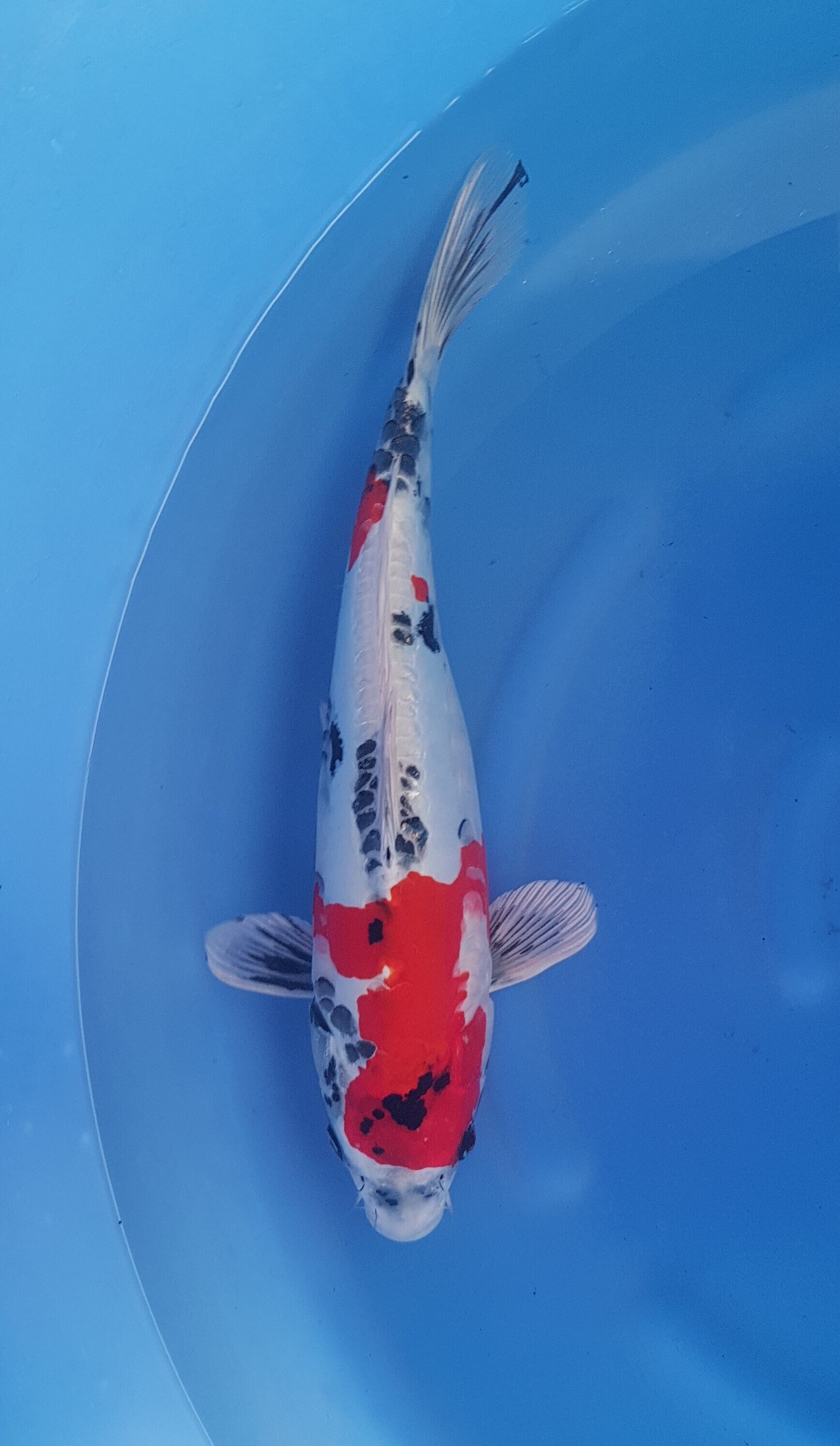 Animal, Fish, Sea Life, Carp, Koi