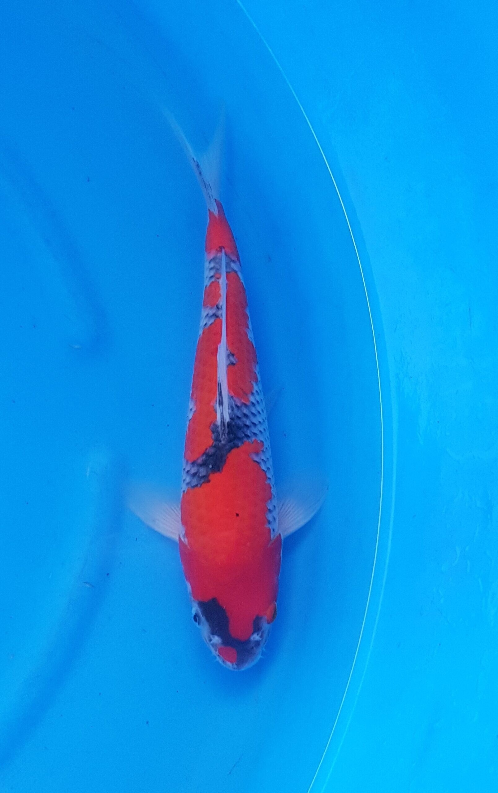 Goshiki - Nisai (2 Jahre) - KOI-31100