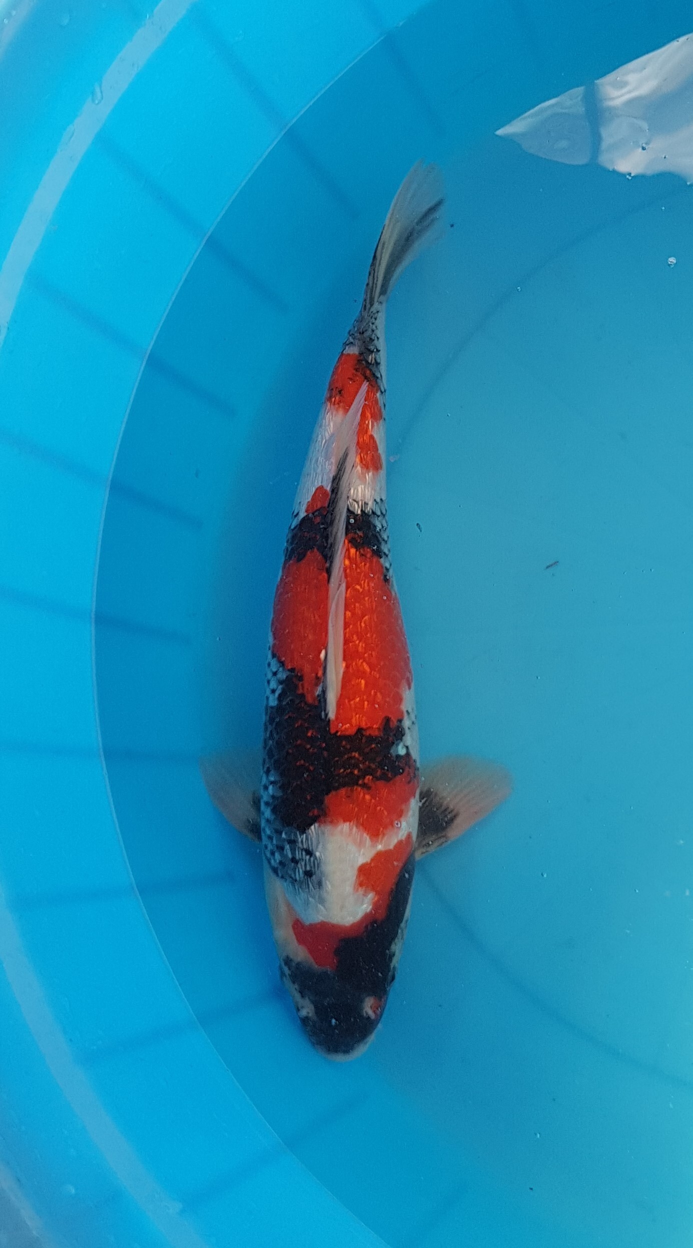 Showa ginrin - Nisai (2 jaar) - KOI-30584