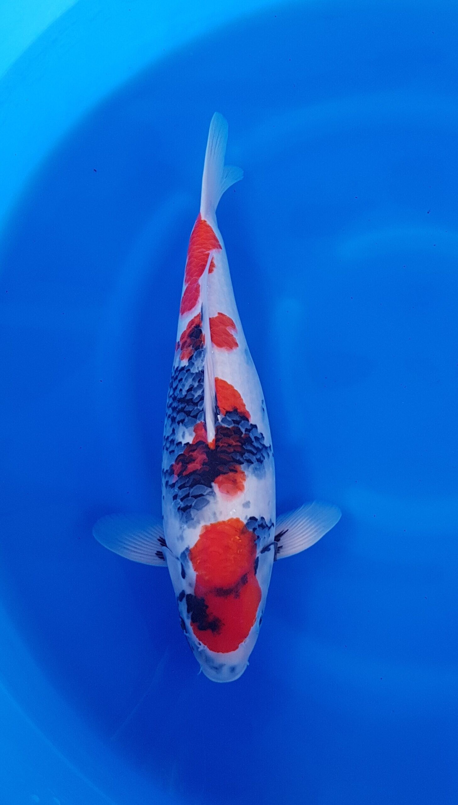 Showa - HQ Nisai (2 jaar) - KOI-31076
