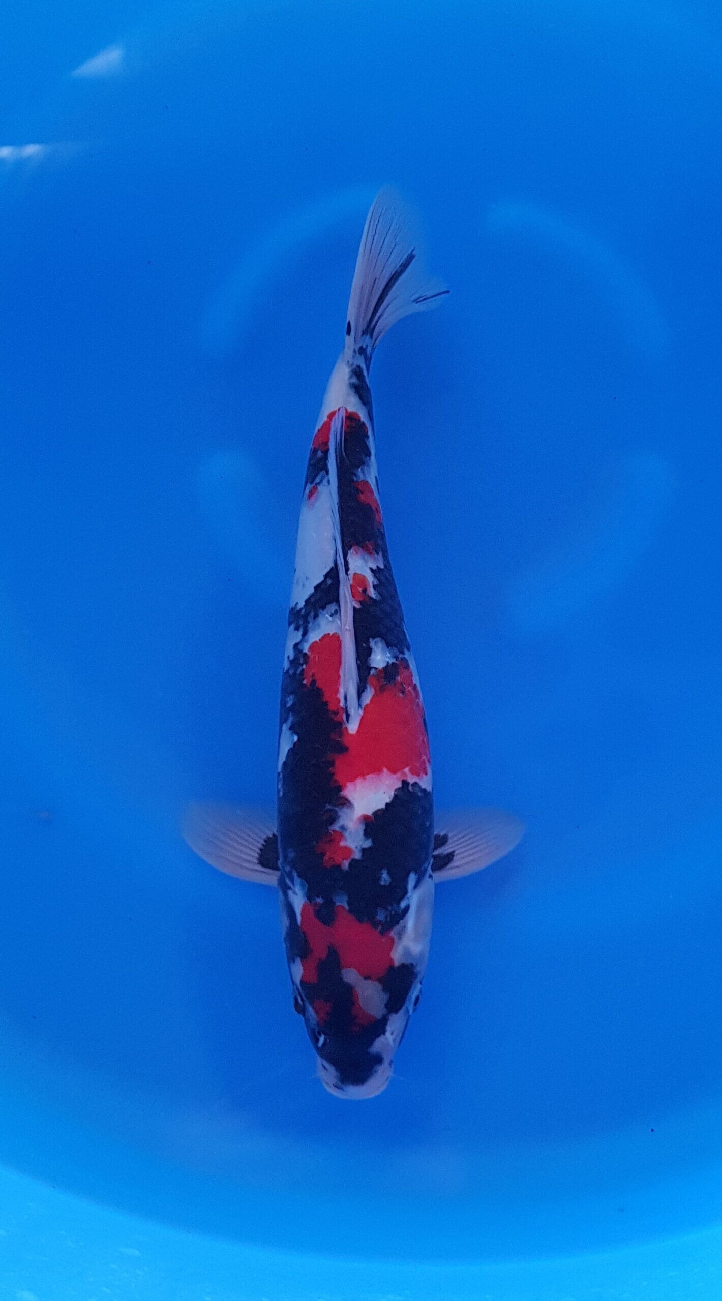 Showa - Nisai (2 Jahre) - KOI-30984