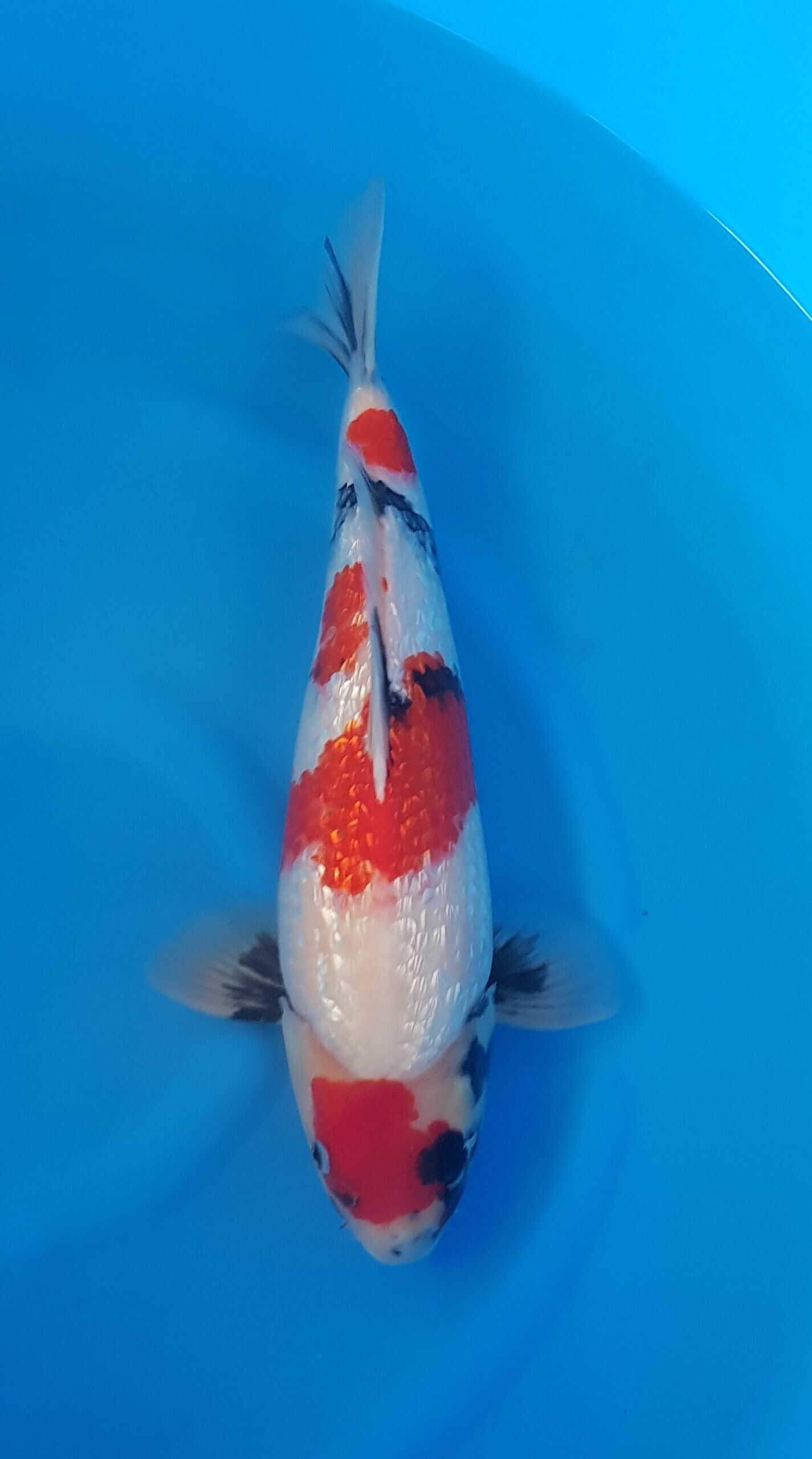 Showa ginrin - Nisai (2 Jahre) - KOI-30490