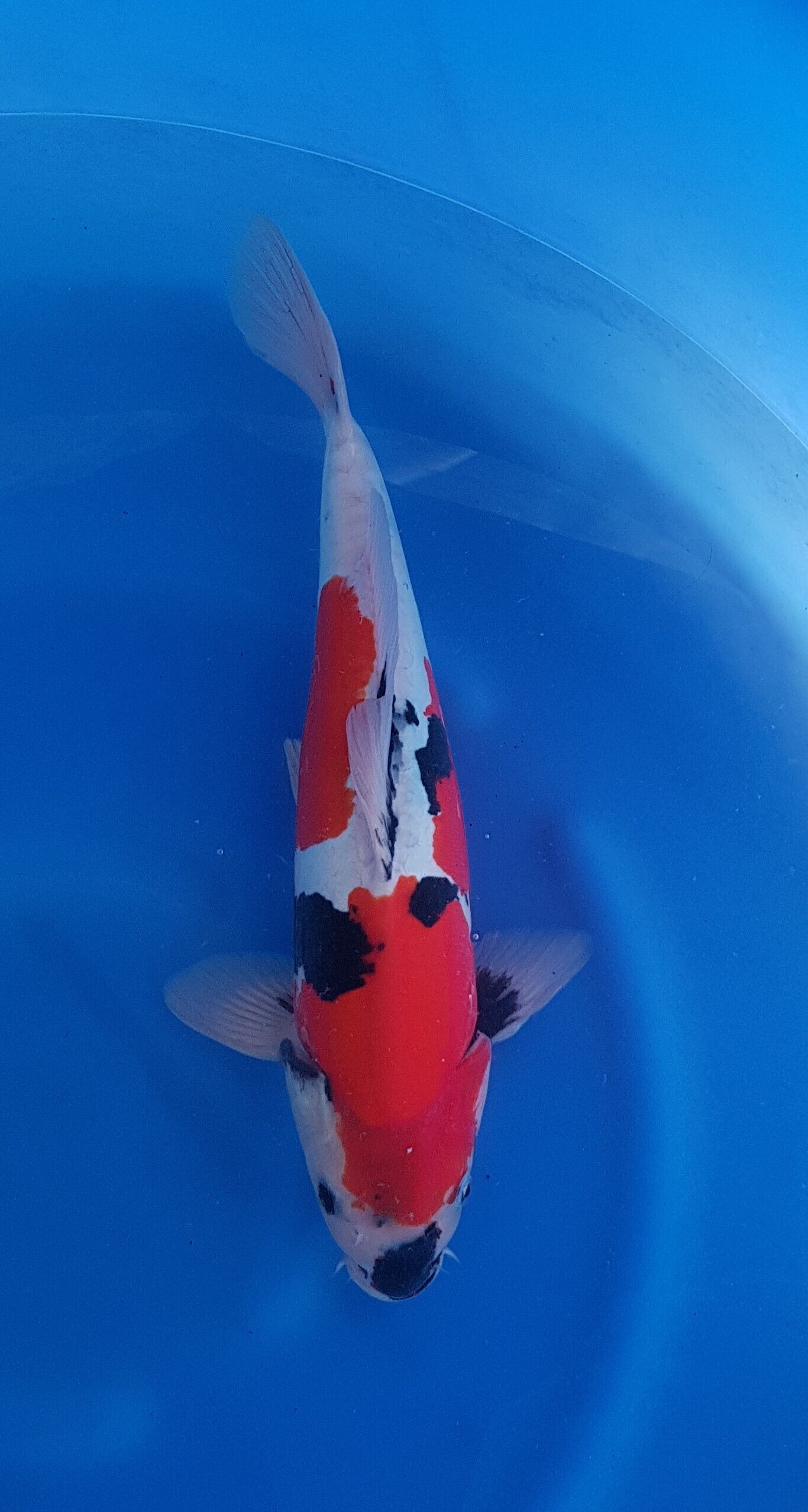 Showa doitsu - Nisai (2 ans) - KOI-30555