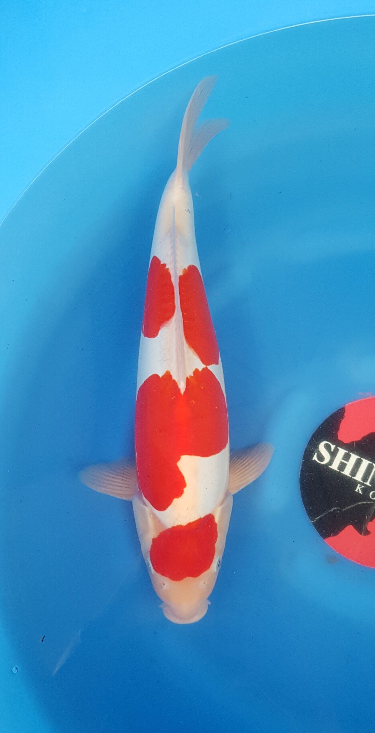 Kohaku doitsu - Nisai (2 Jahre) - KOI-30433