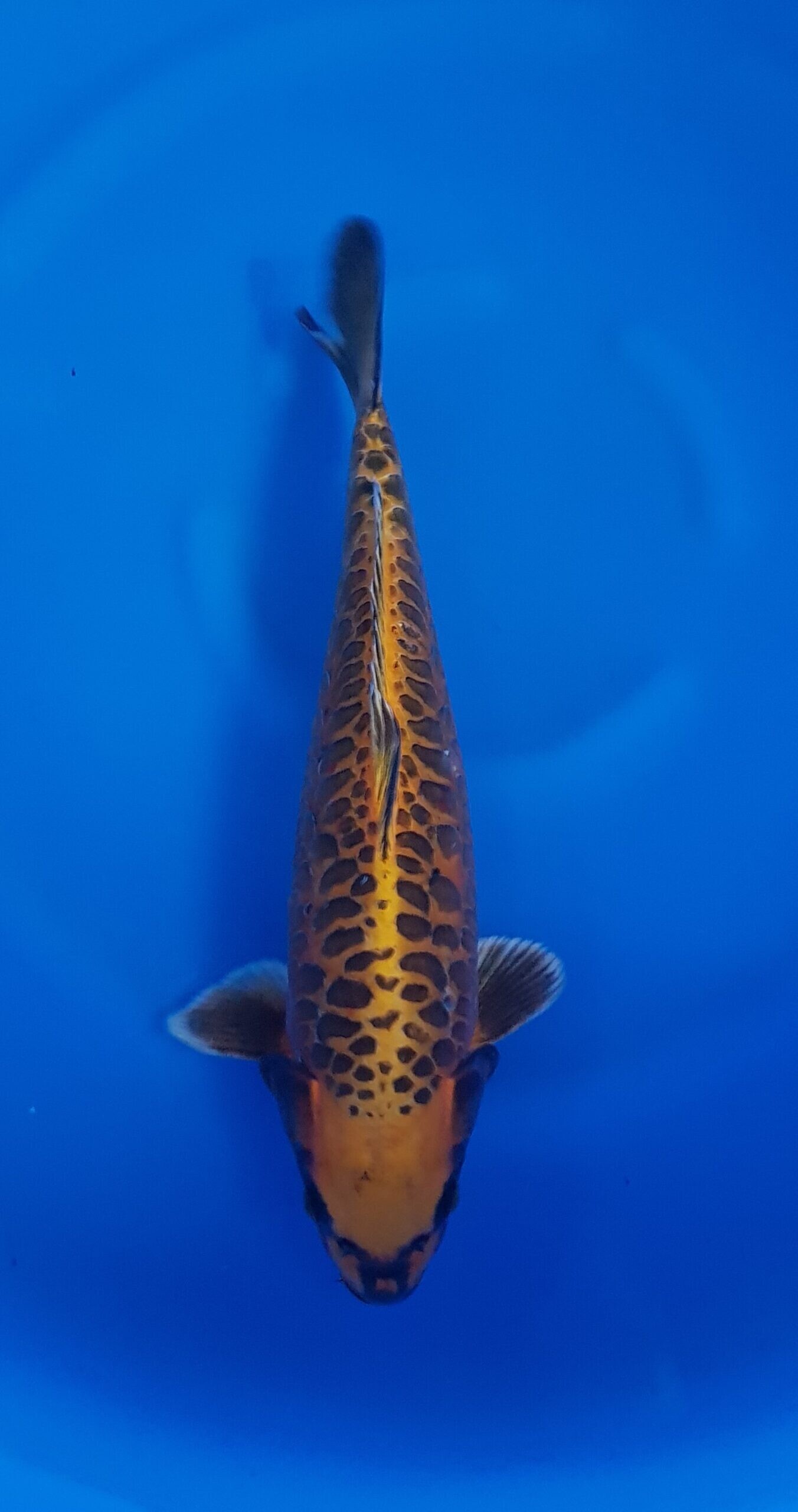 Besonderheiten - Nisai (2 Jahre) - KOI-30801