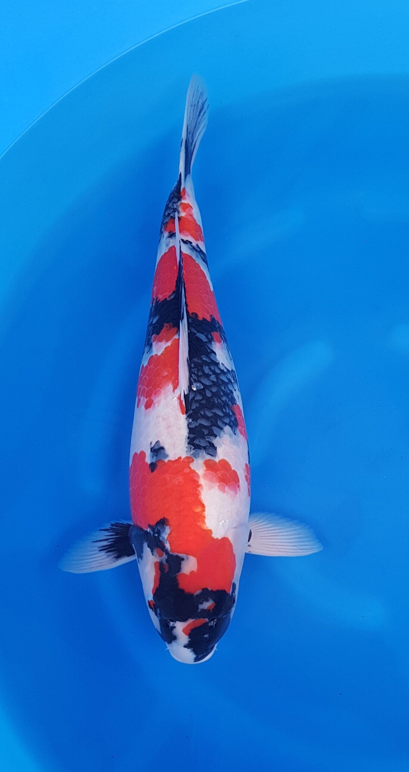 Showa - HQ Sansai (3 jaar) - KOI-31078