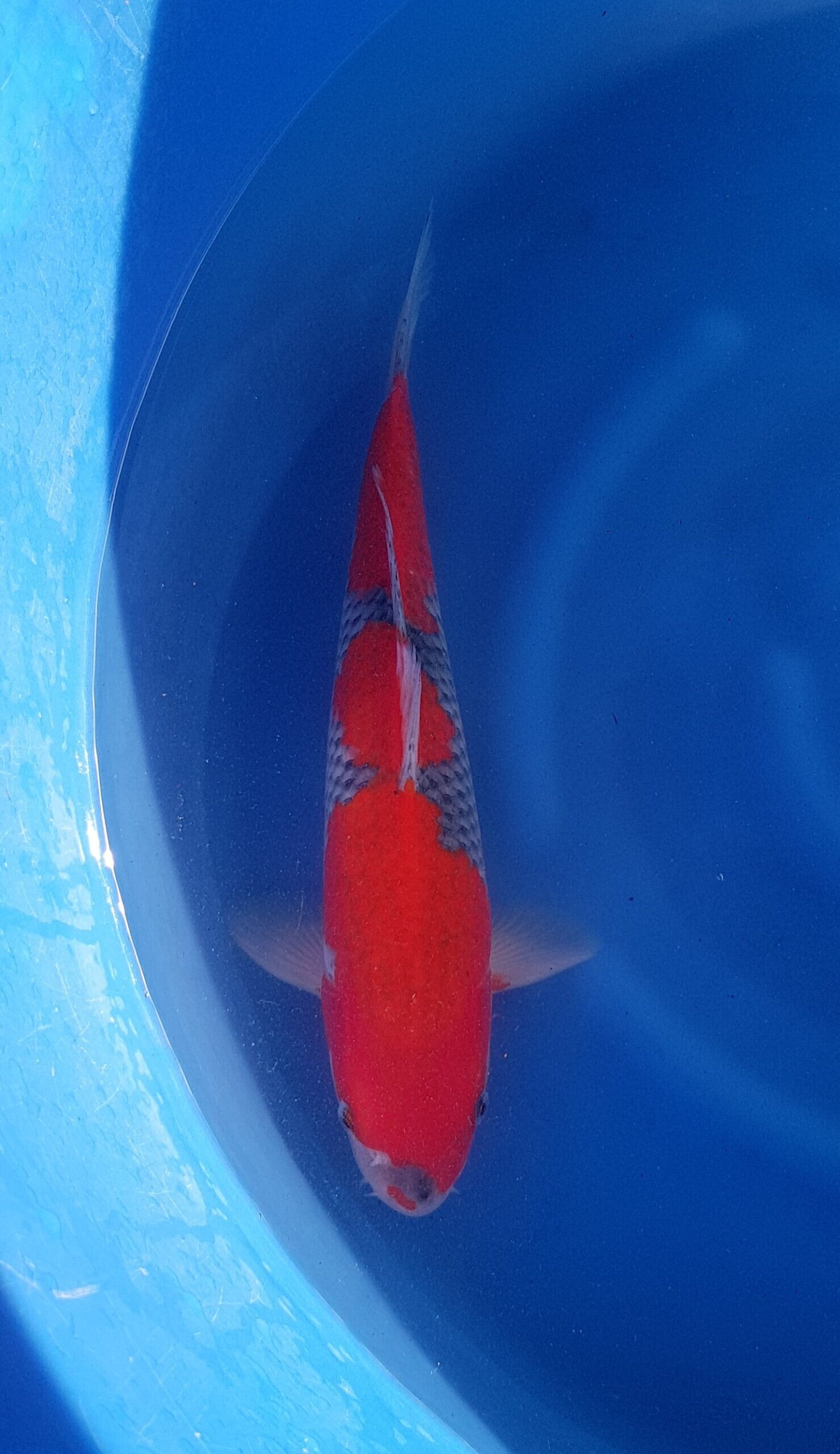 Goshiki - Nisai (2 Jahre) - KOI-30945