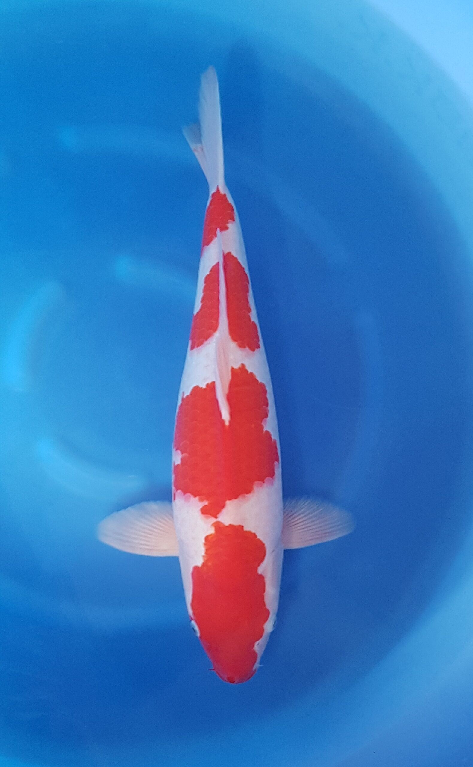 Kohaku - Sansai (3 Jahre) - KOI-25249
