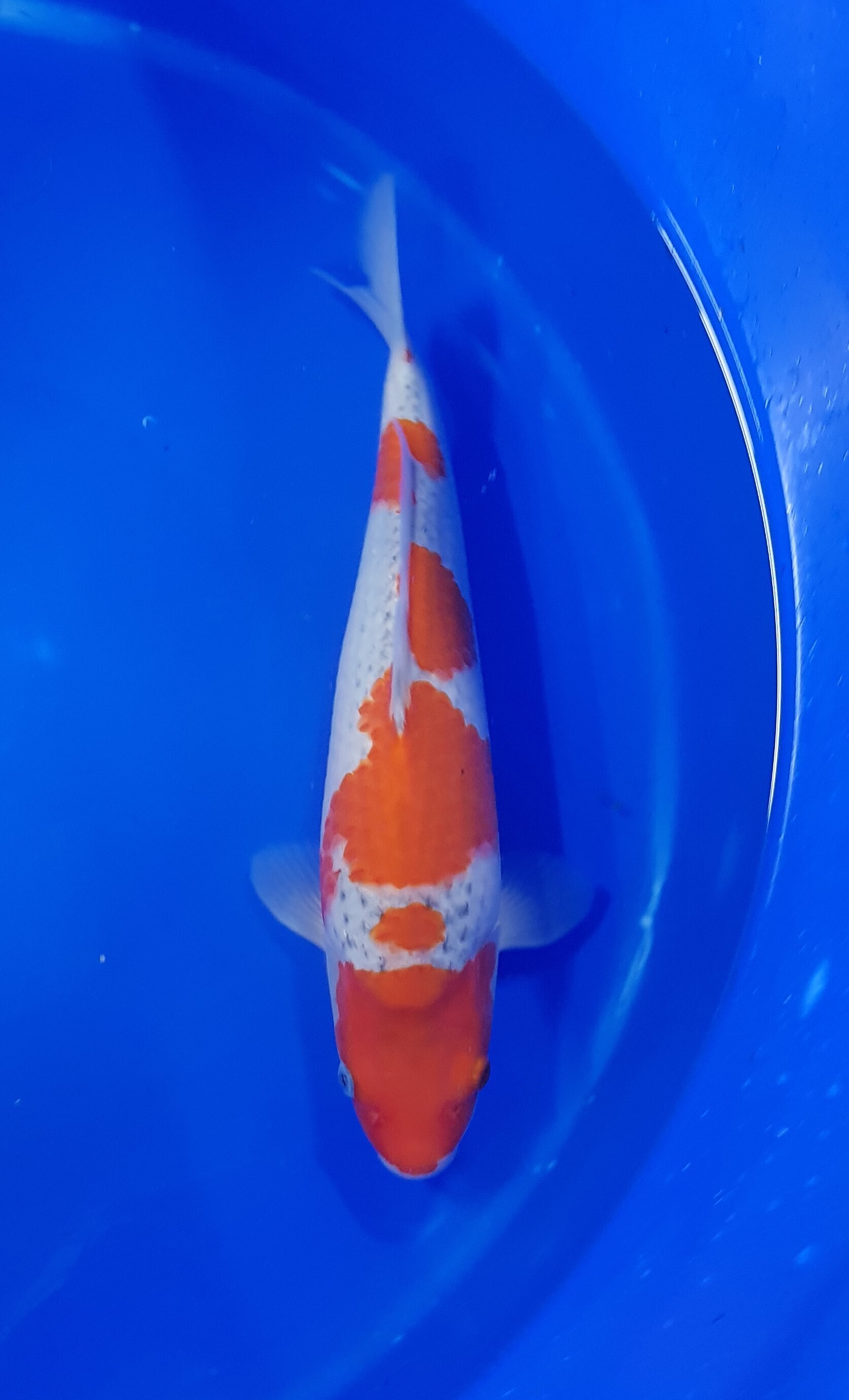 Conias - Nisai - Goshiki - KOI-62743