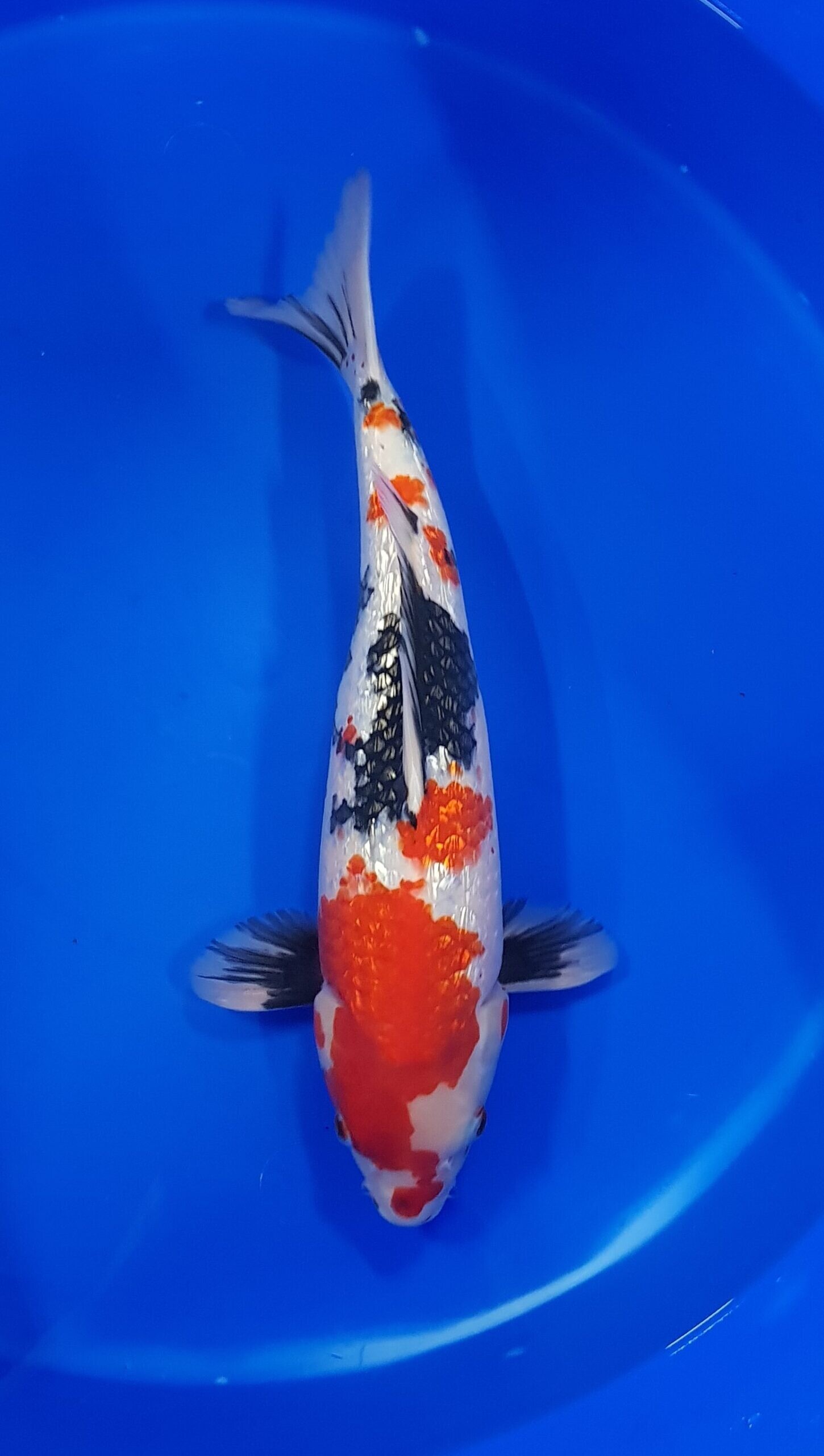 Showa ginrin - Nisai (2 jaar) - KOI-31417