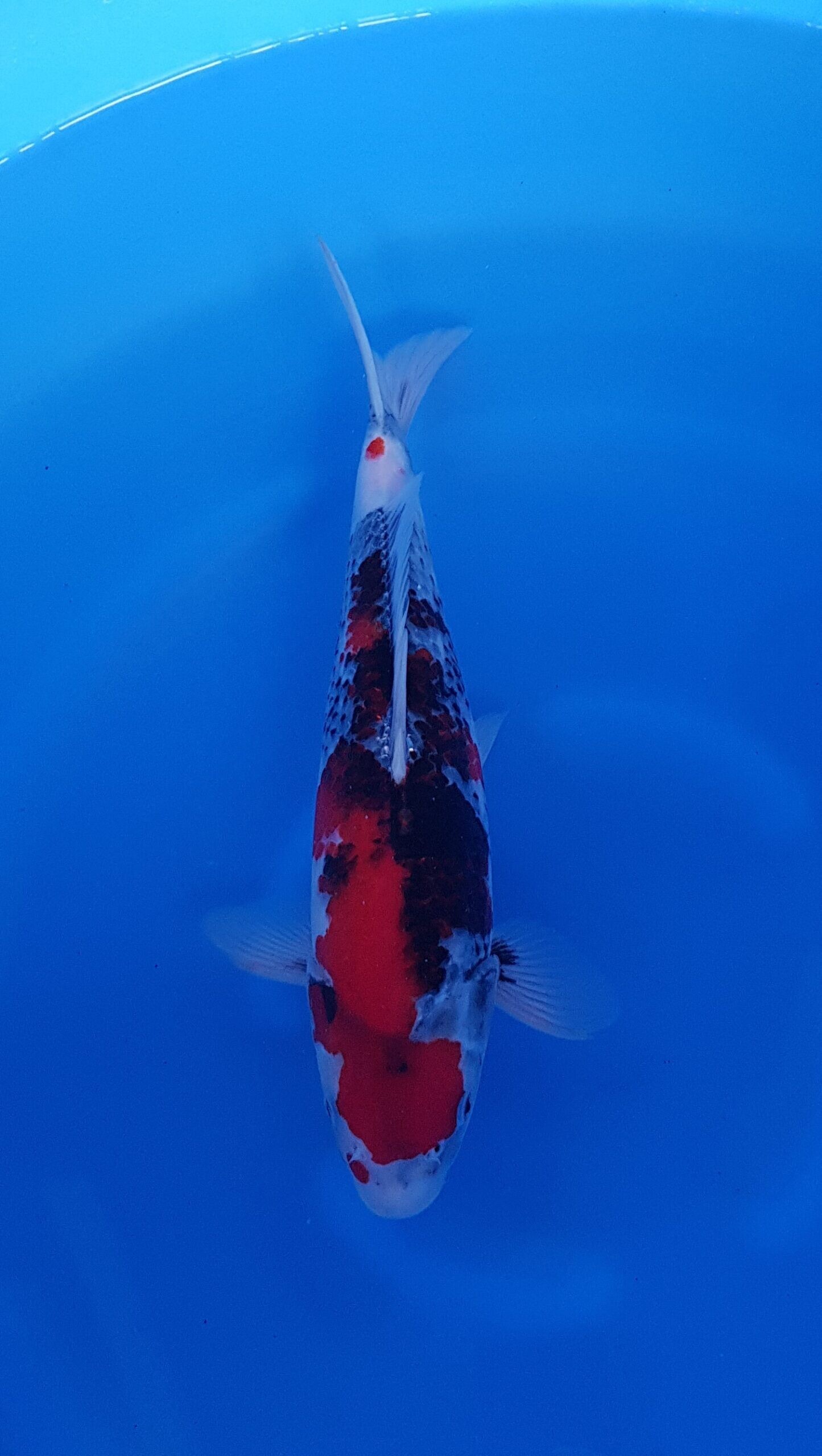 Showa - Nisai (2 jaar) - KOI-30981