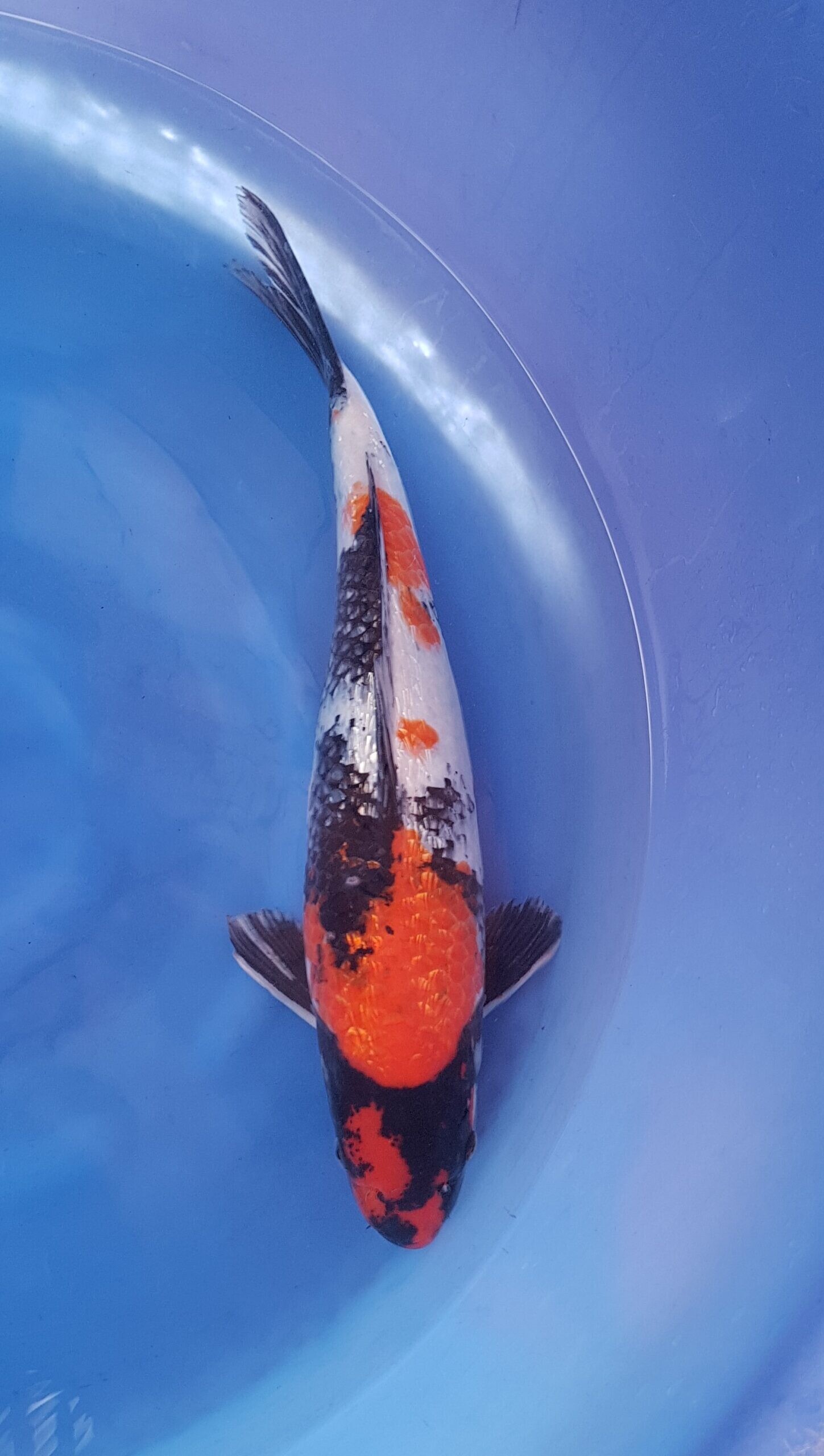 Showa ginrin - Nisai (2 Jahre) - KOI-30902