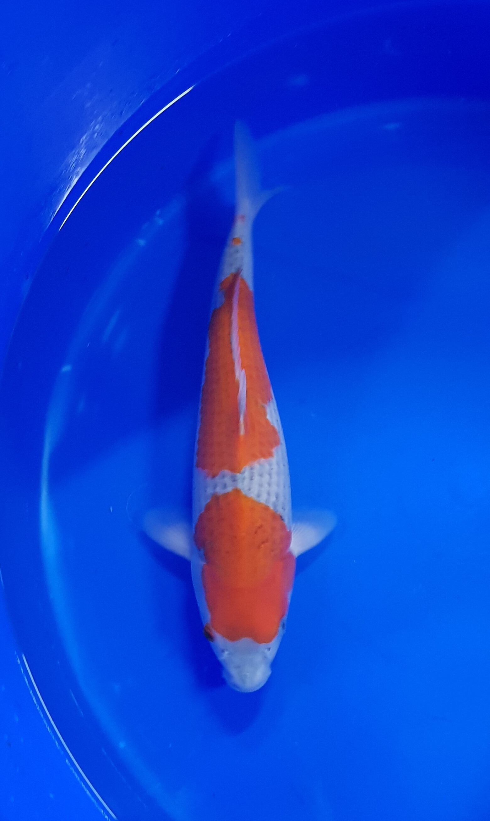 Conias - Nisai - Goshiki - KOI-62472