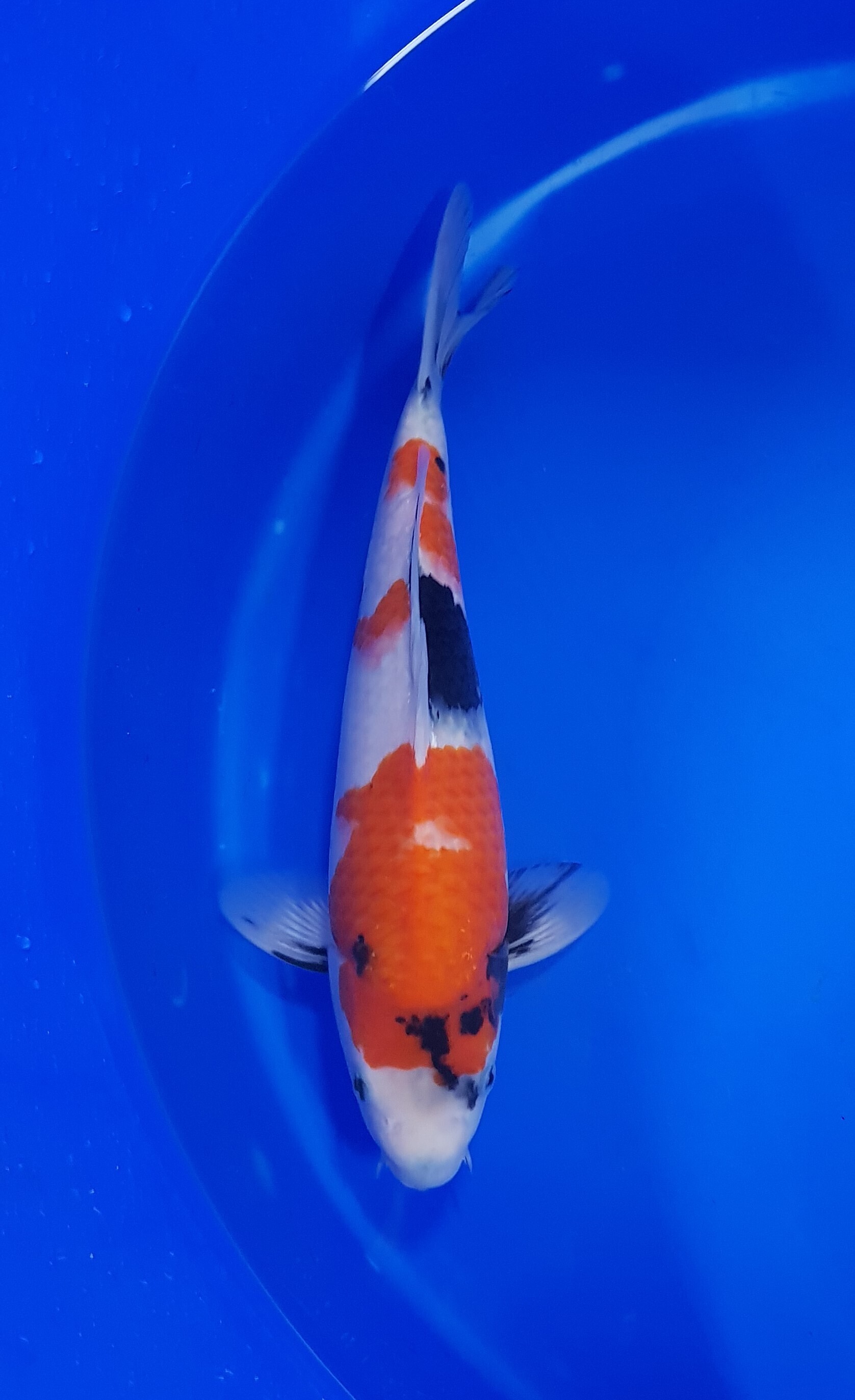 Sekiguchi - Nisai - Showa - KOI-62229