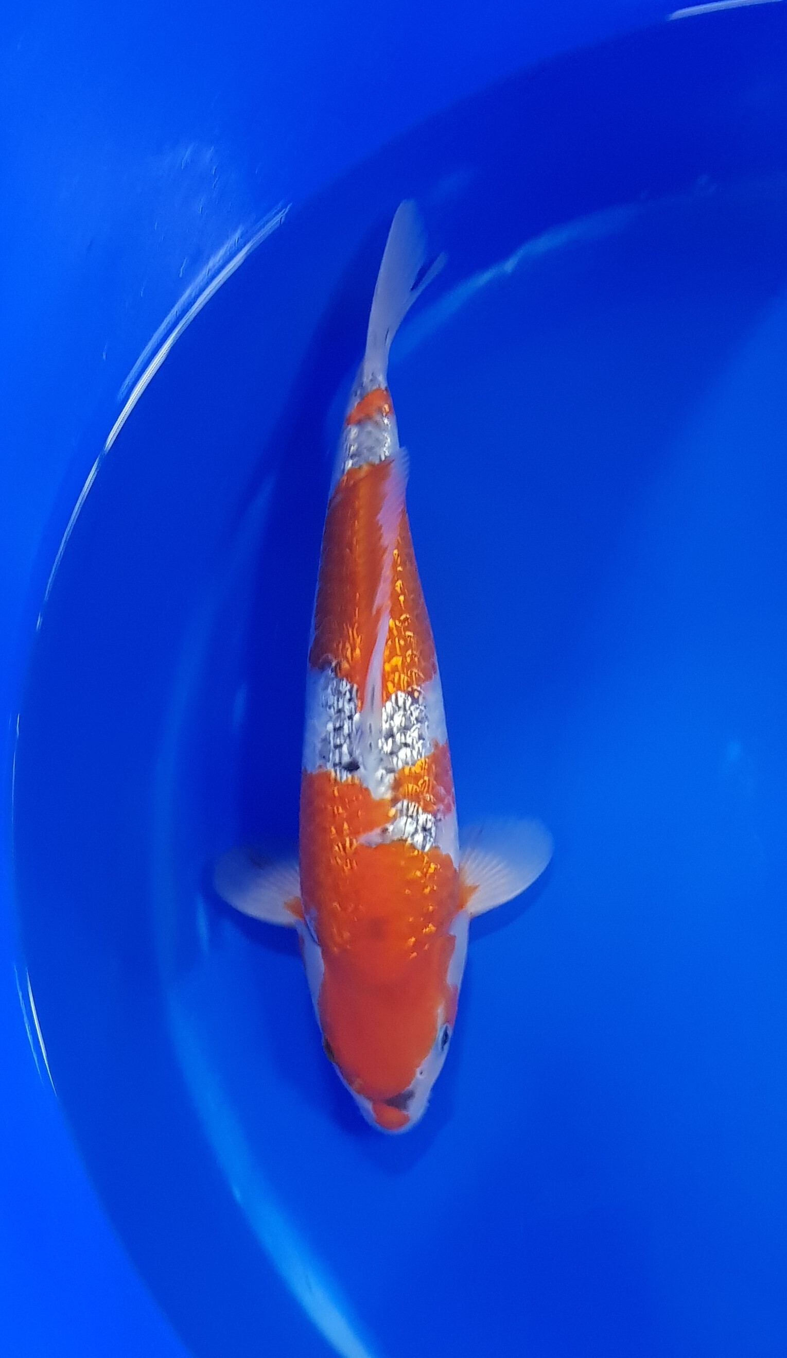 Conias - Nisai - Ginrin Goshiki - KOI-62470