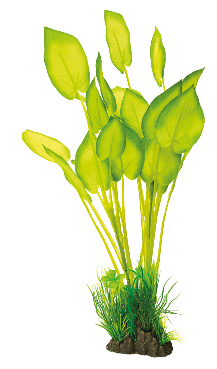 Art Plant 40cm Echinodorus