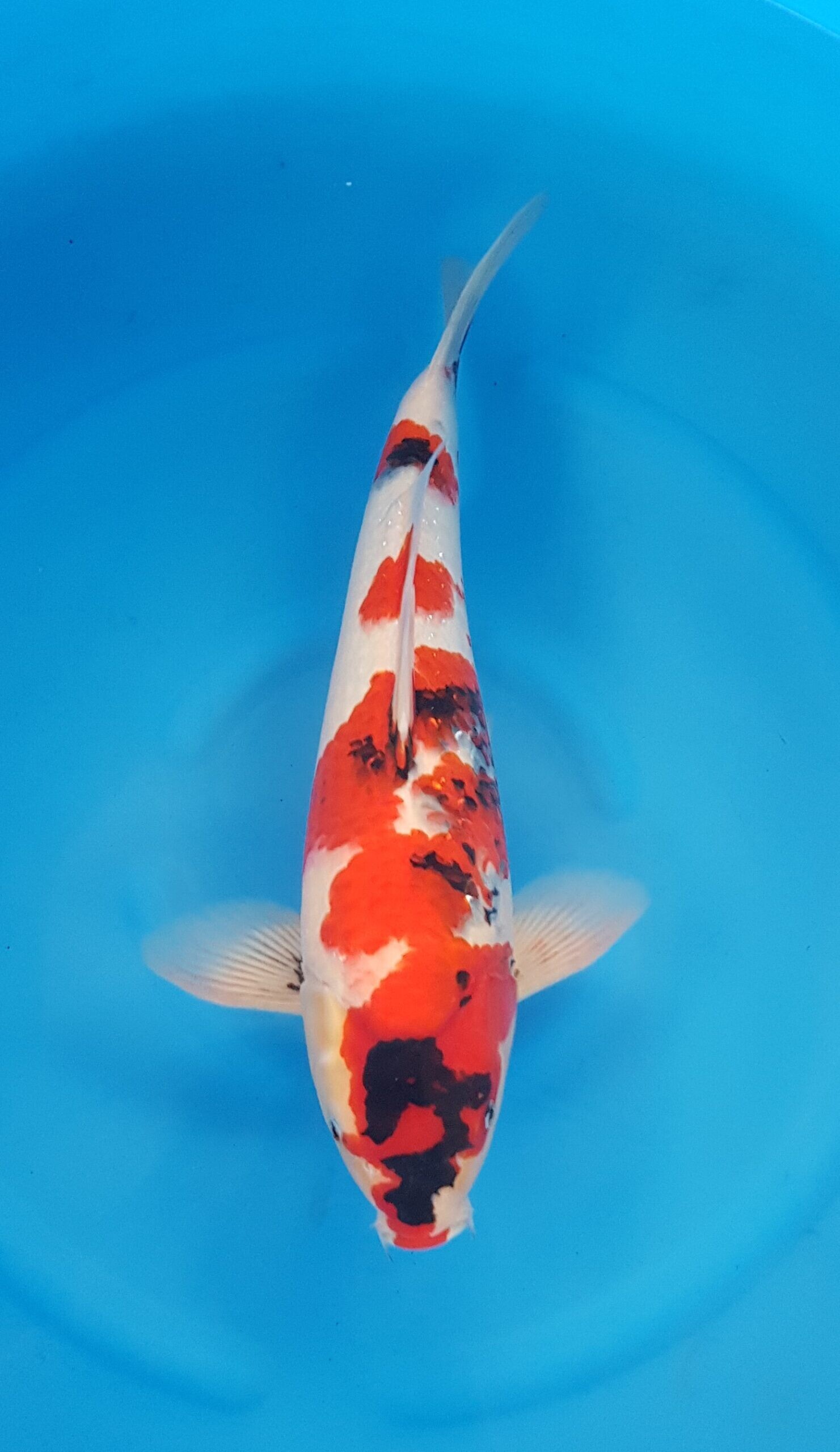 Showa - Nisai (2 jaar) - KOI-30487