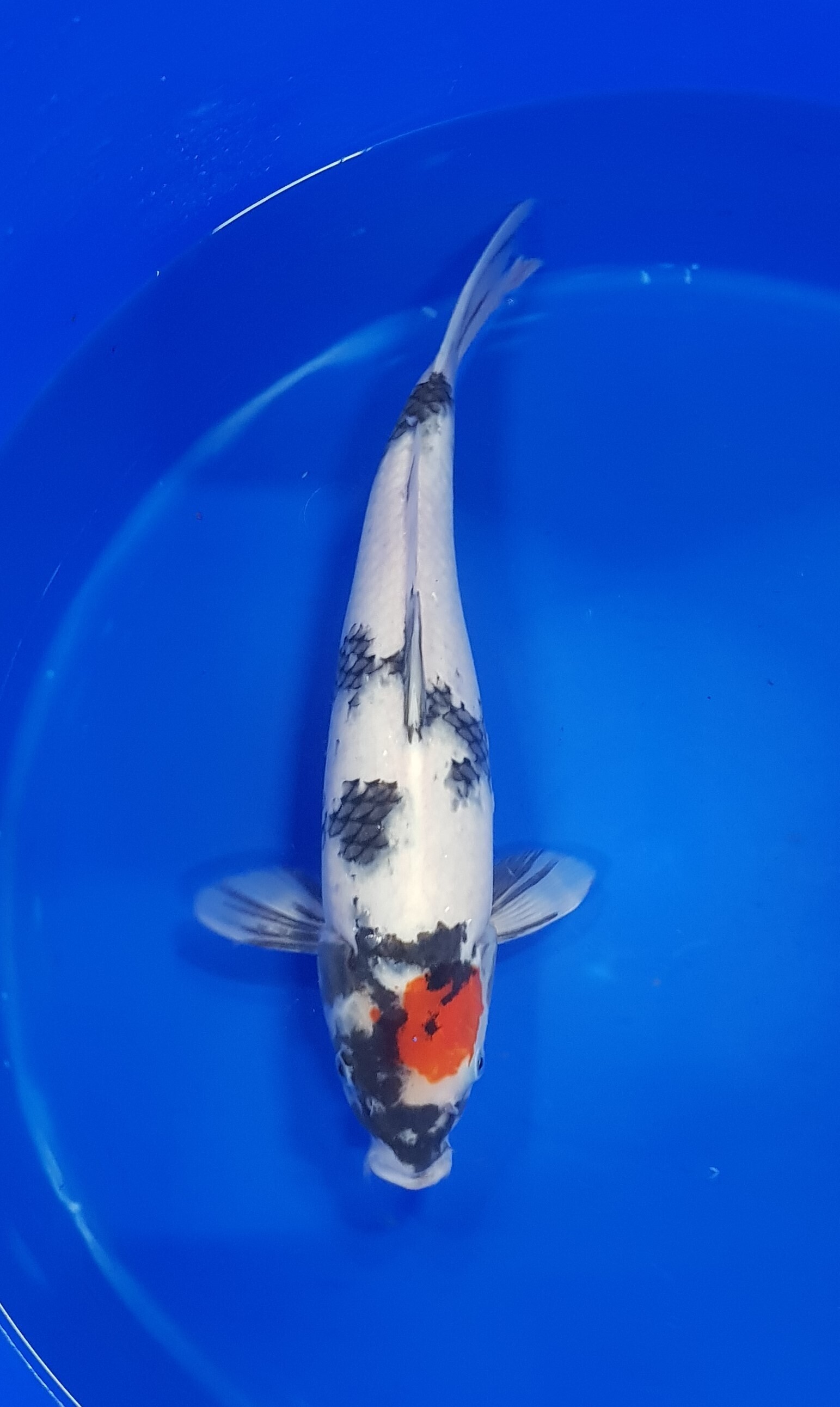 Kase - Nisai - Tancho Showa - KOI-62983