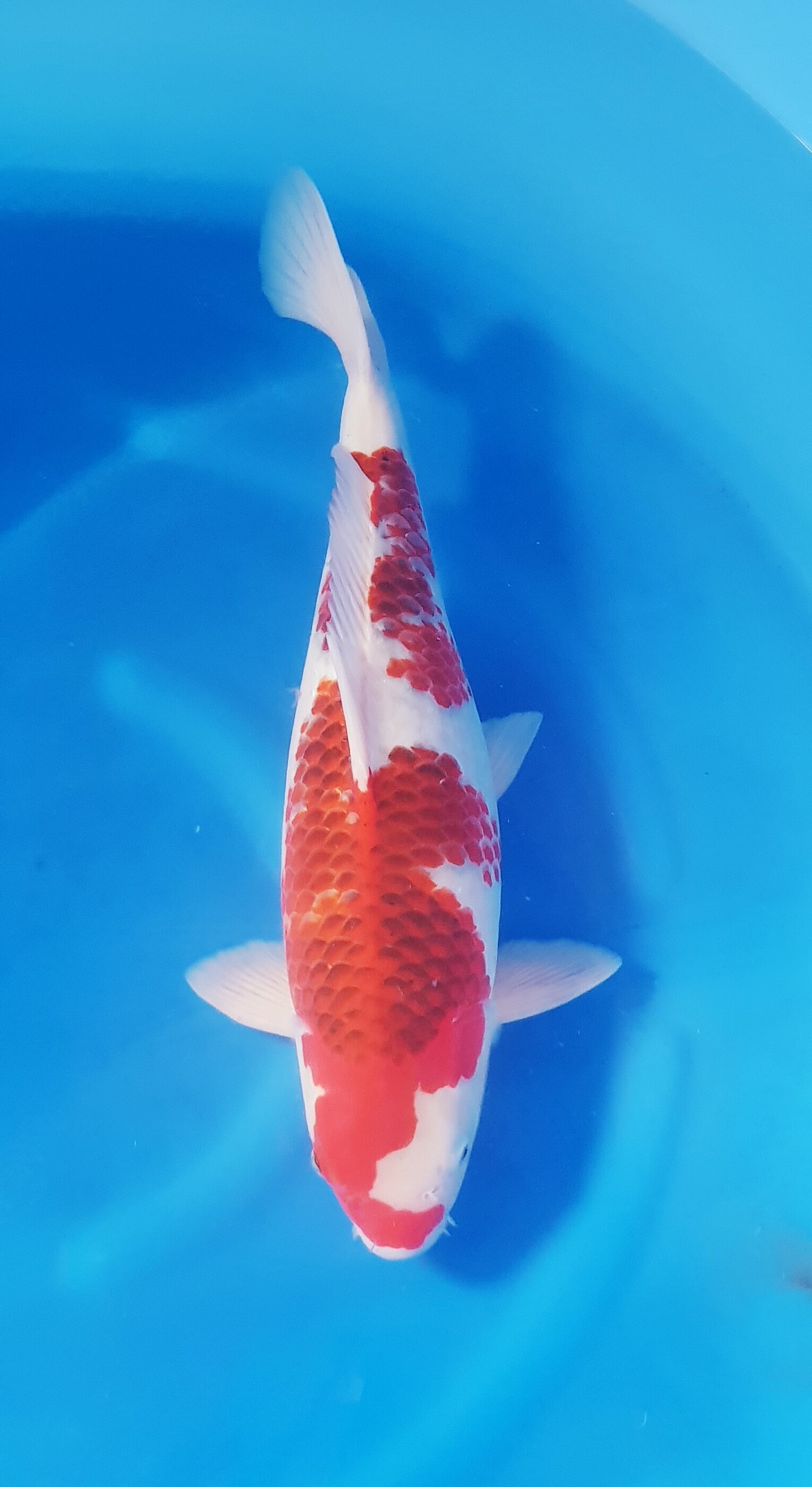 Oofuchi Sansai Ai Goromo KOI-62203 Oofuchi Sansai Ai Goromo KOI-62203