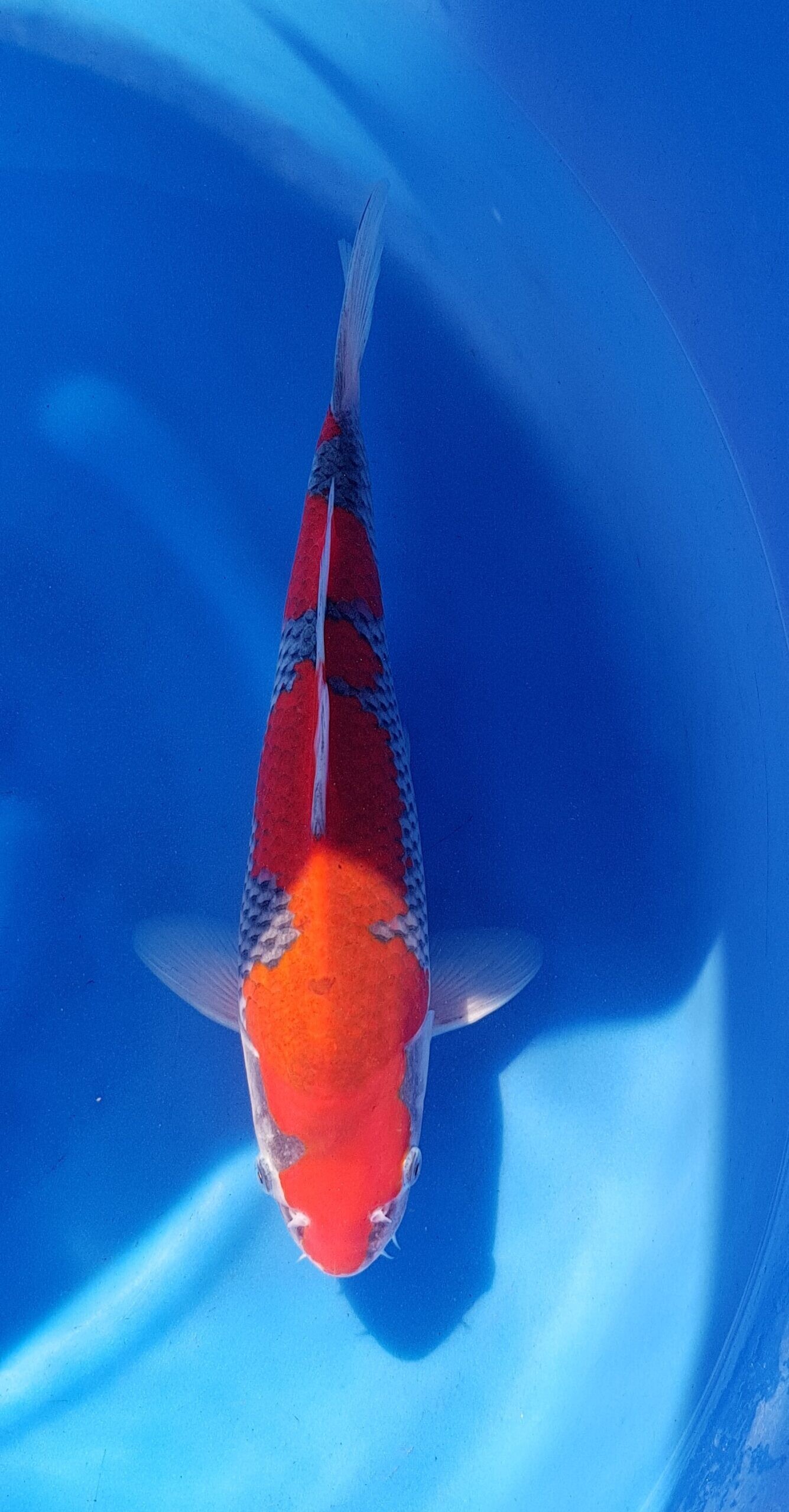 Goshiki - Nisai (2 Jahre) - KOI-30878