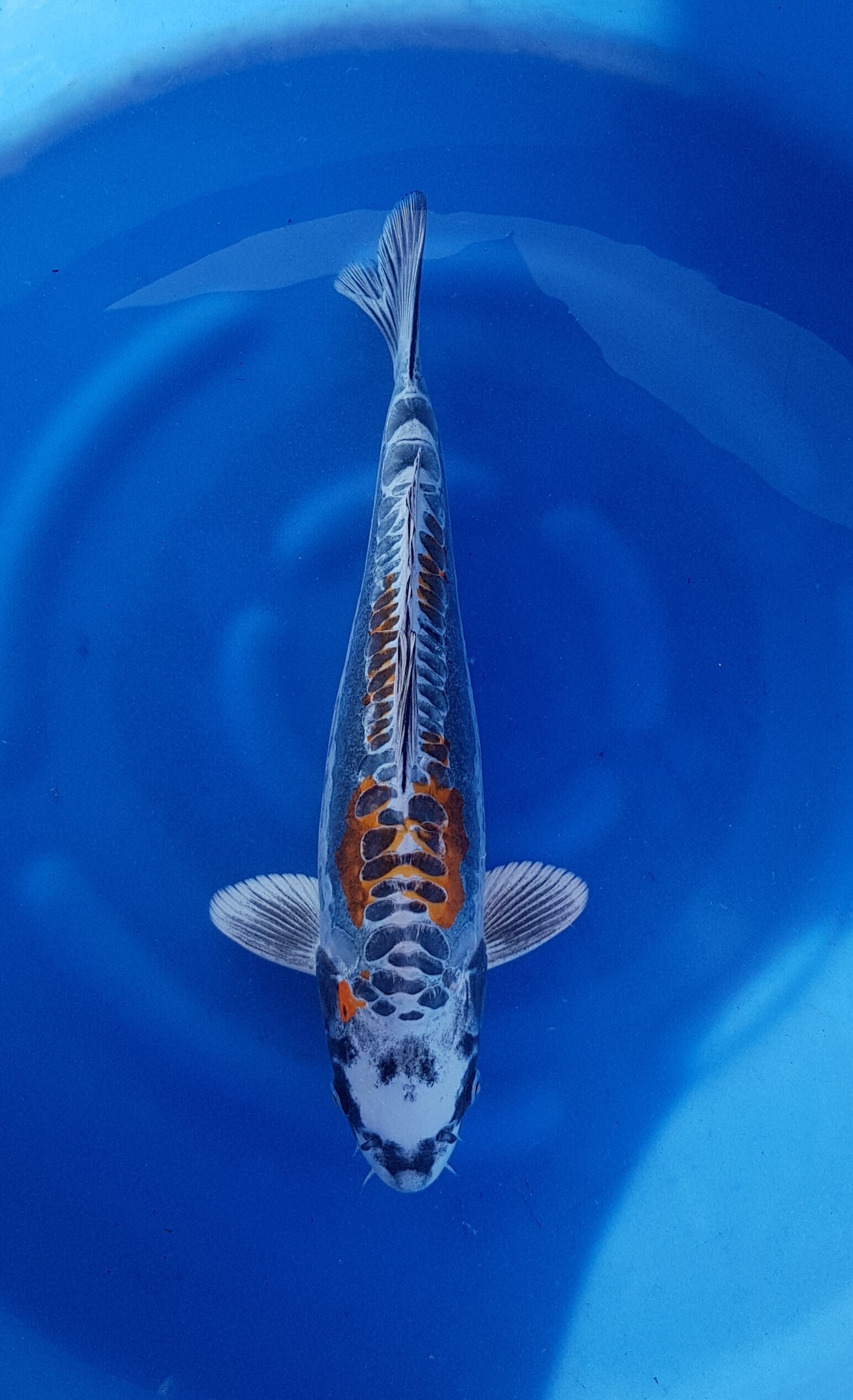 Kikokuryu (beni) - Nisai (2 Jahre) - KOI-30894