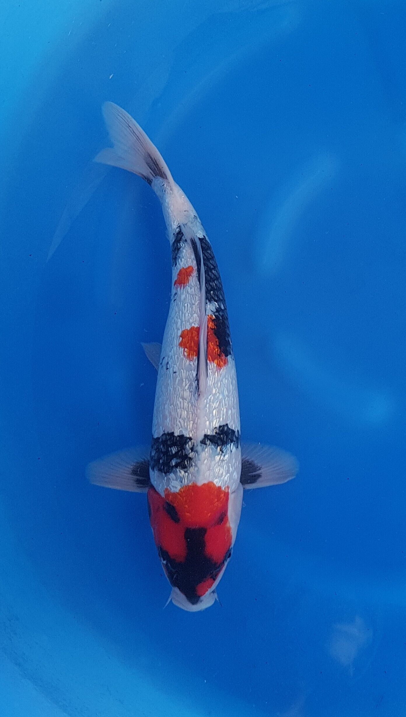 Showa ginrin - Nisai (2 ans) - KOI-30551