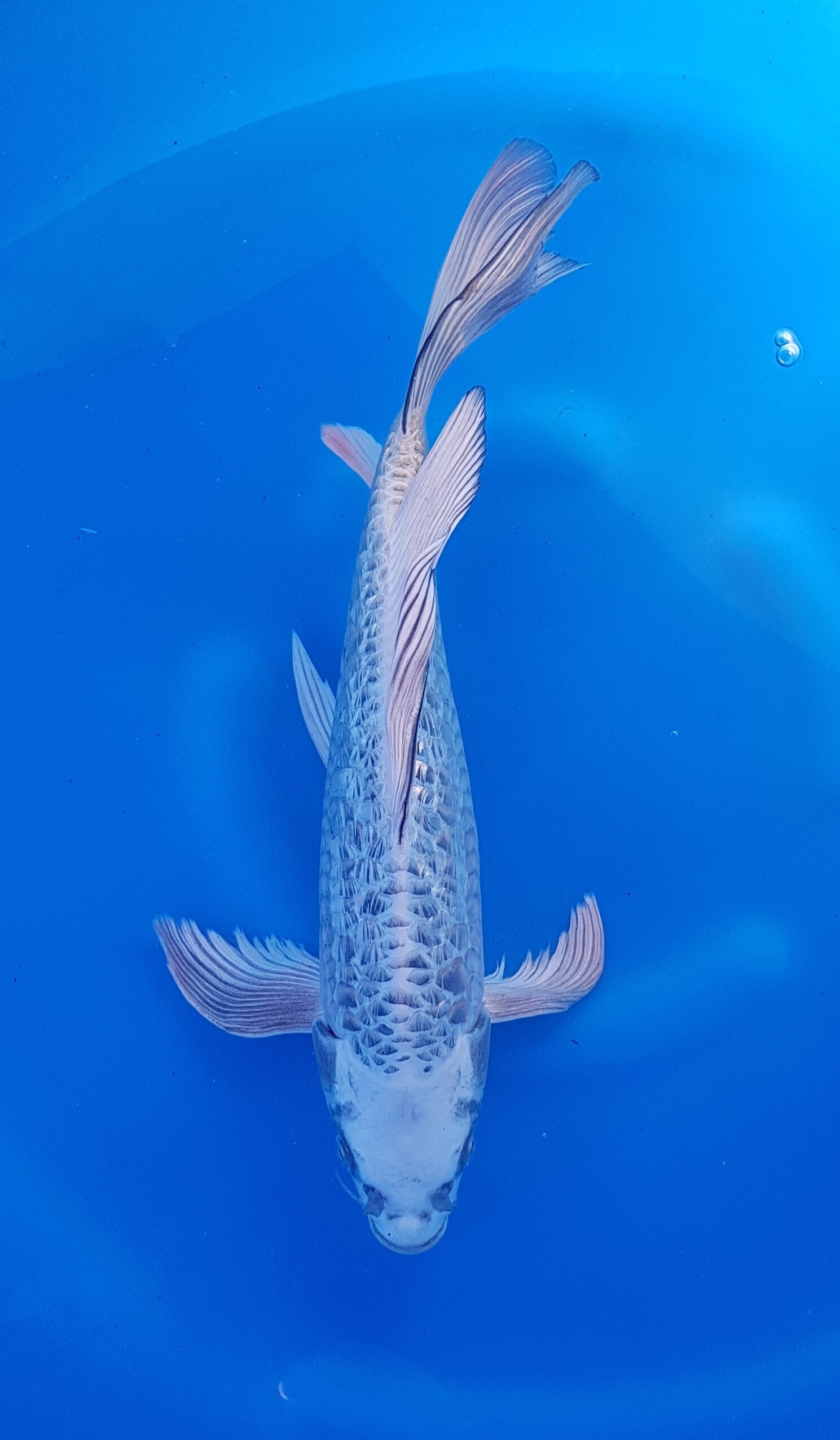 Aquatic, Water, Fish, Carp, Koi