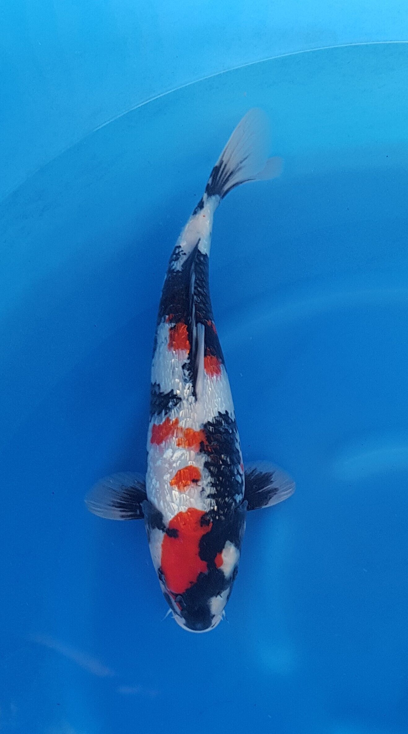 Showa ginrin - Nisai (2 ans) - KOI-30548