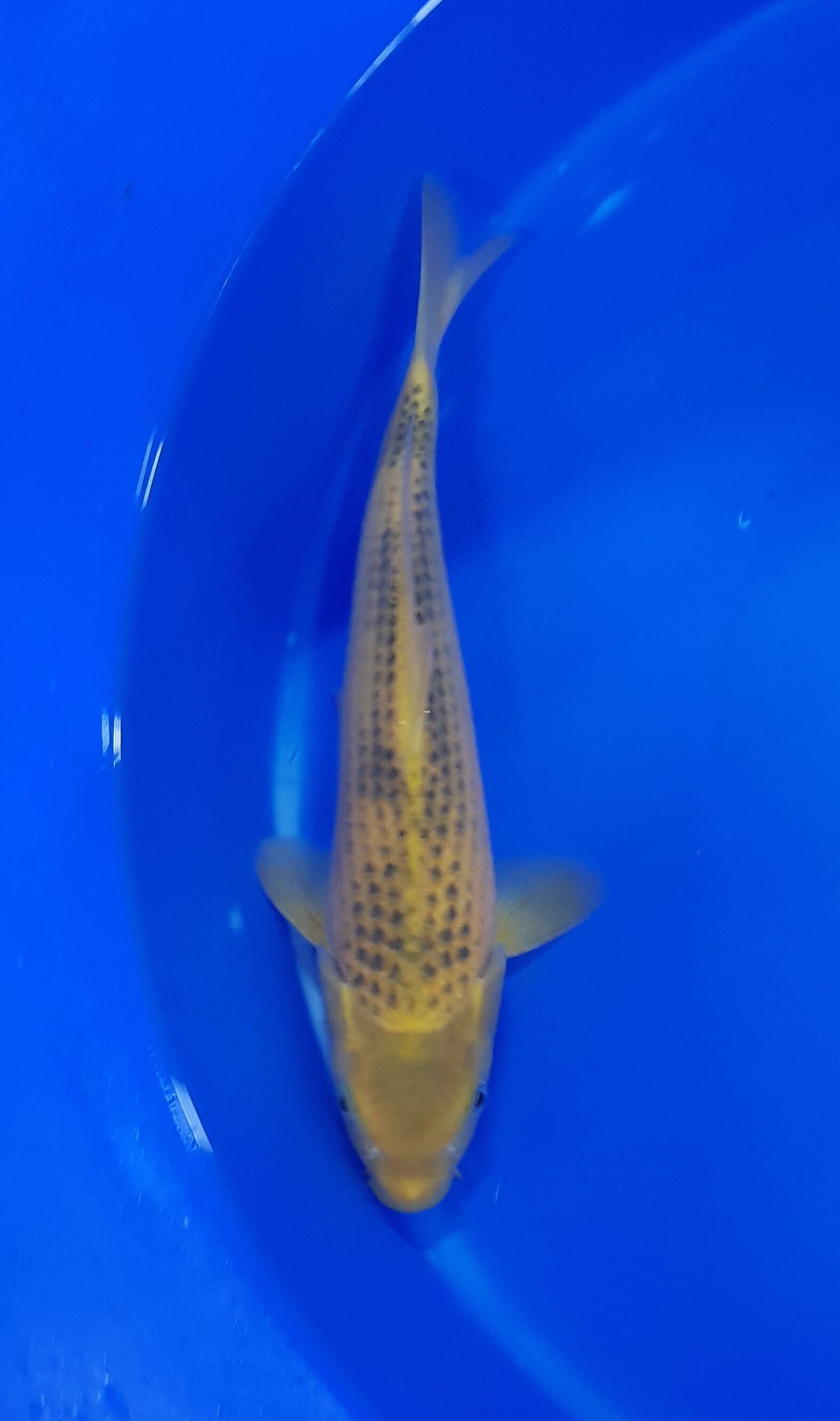 Maruhiro - Nisai - Ki Matsuba - KOI-62232