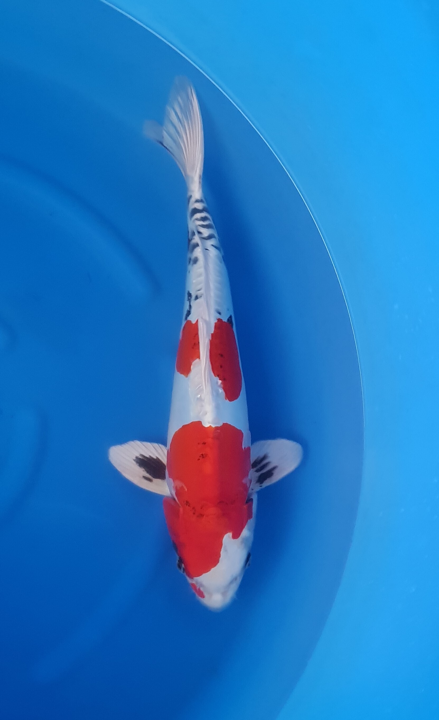 Kanezo; Nisai; Doitsu Kin Showa; 40 cm; 42 cm - KOI-62043 Kanezo; Nisai; Doitsu Kin Showa; 40 cm; 42 cm - KOI-62043