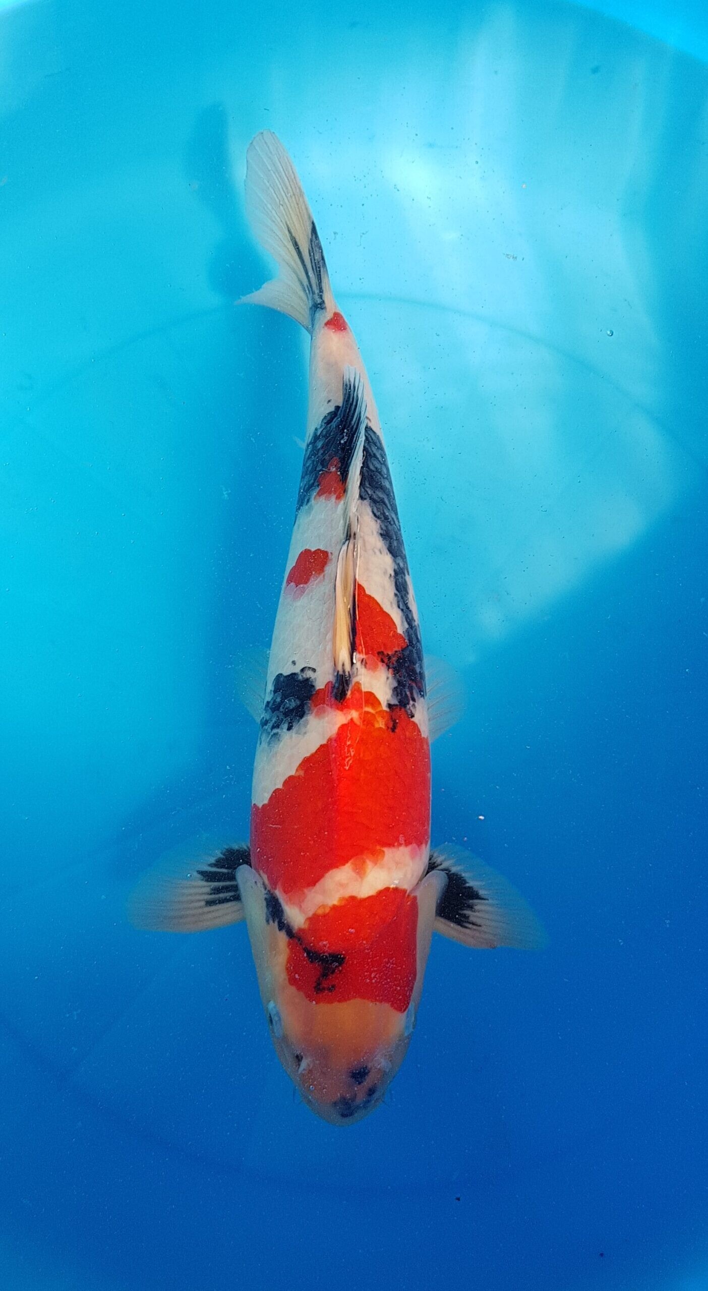 Showa - Nisai (2 jaar) - KOI-30575